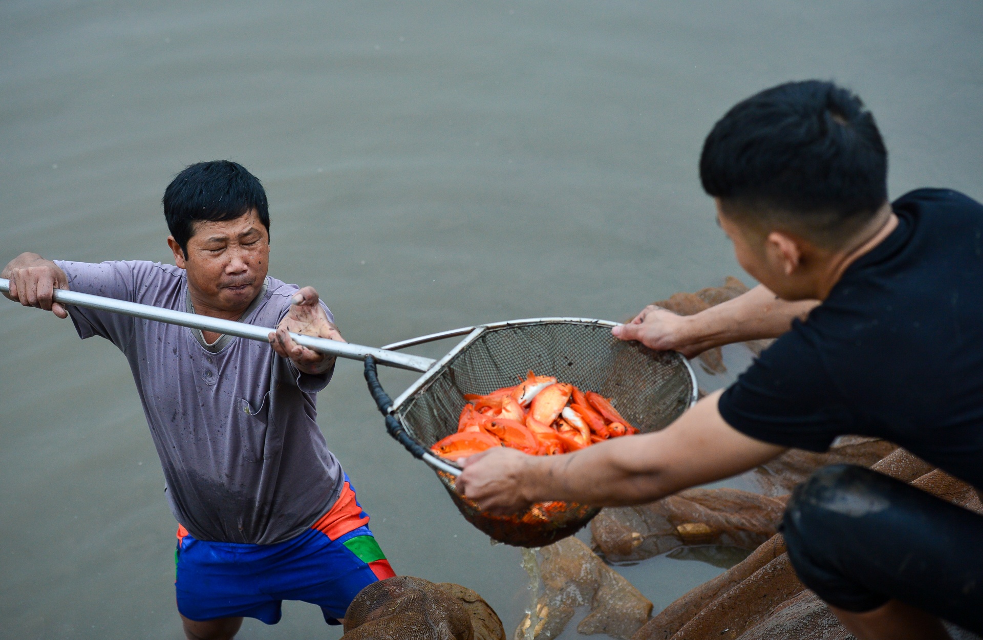 Lang san sinh ca chep do tien Tao quan chau troi hinh anh