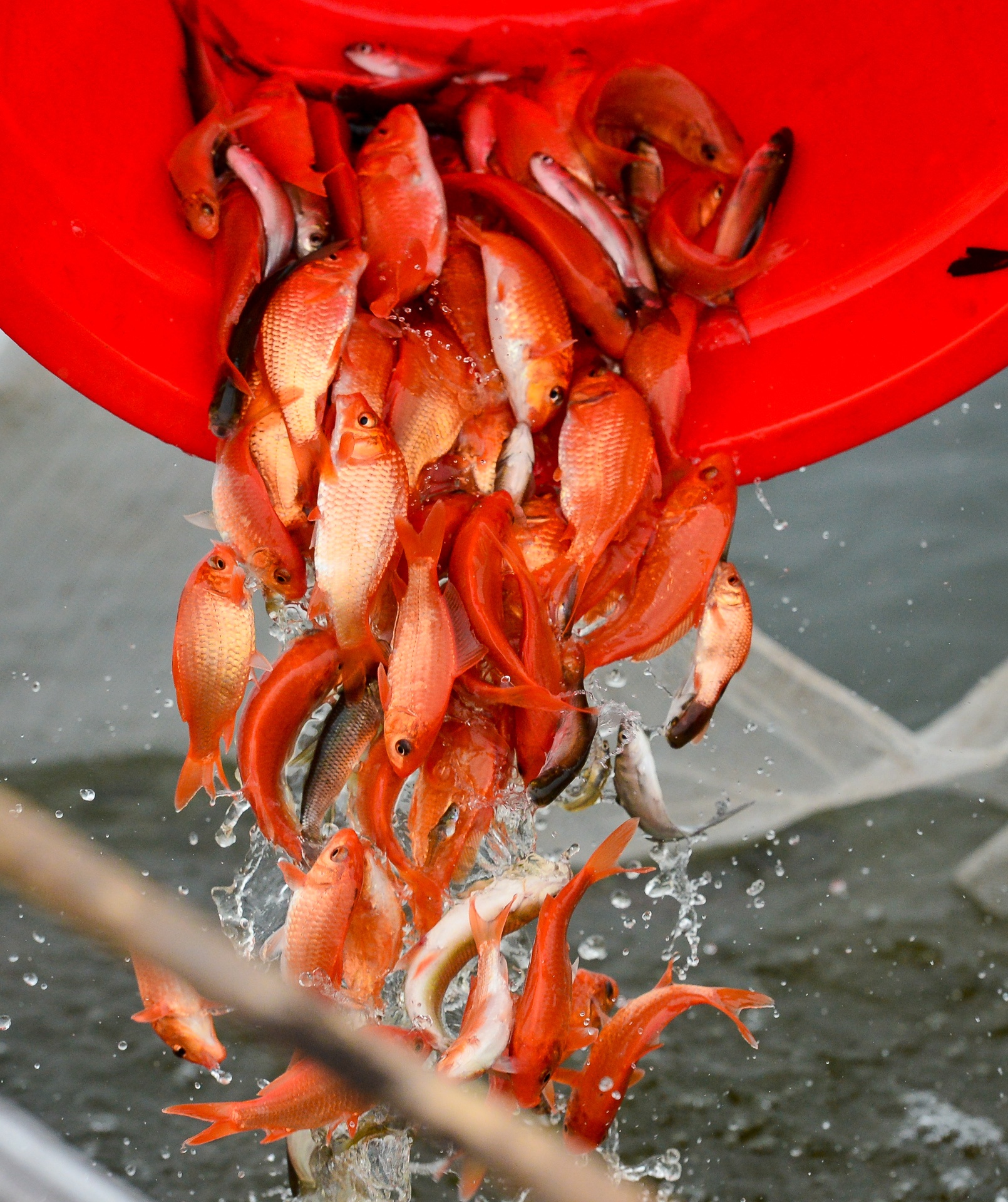 lang ca chep Thuy Tram anh 5
