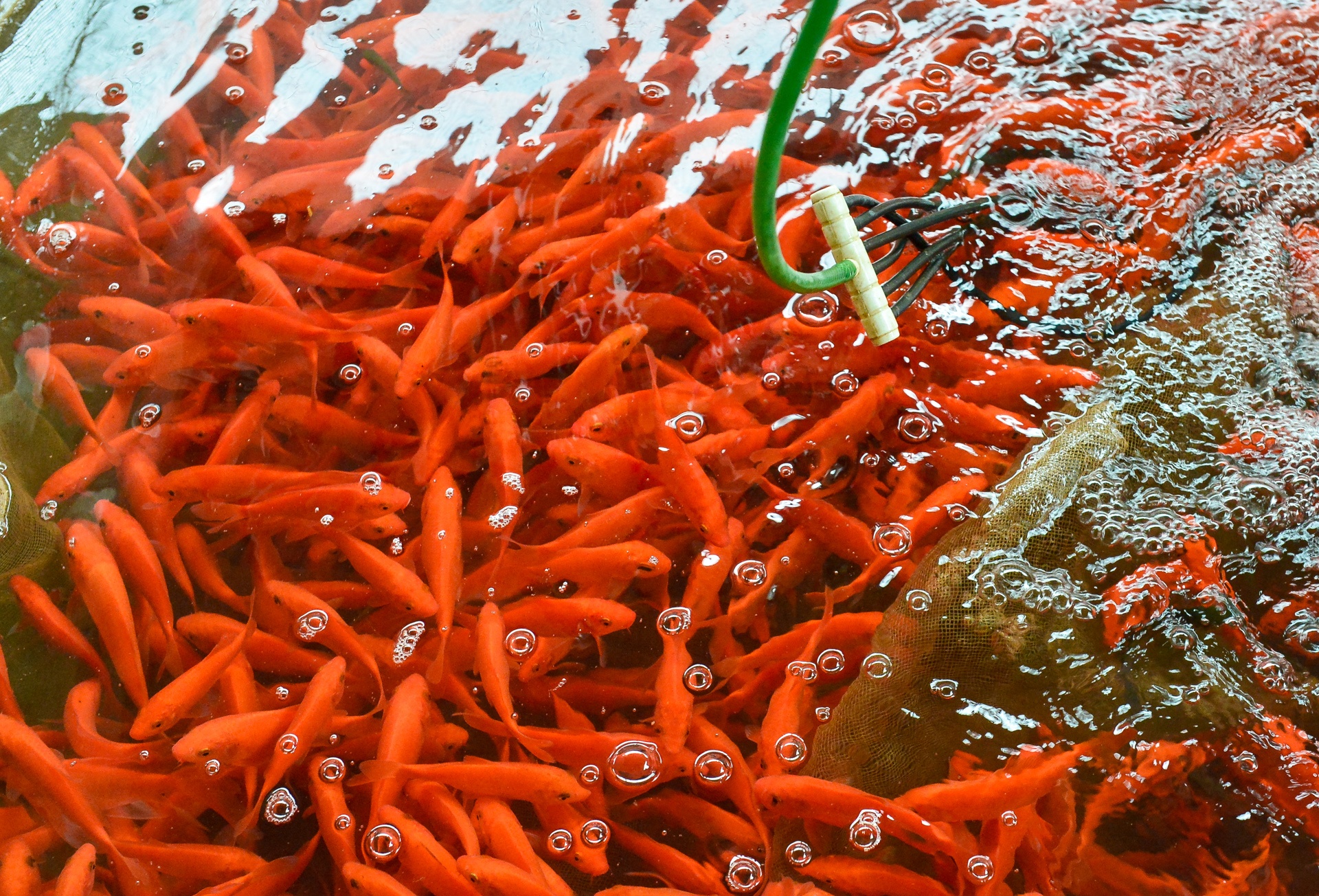 lang ca chep Thuy Tram anh 7