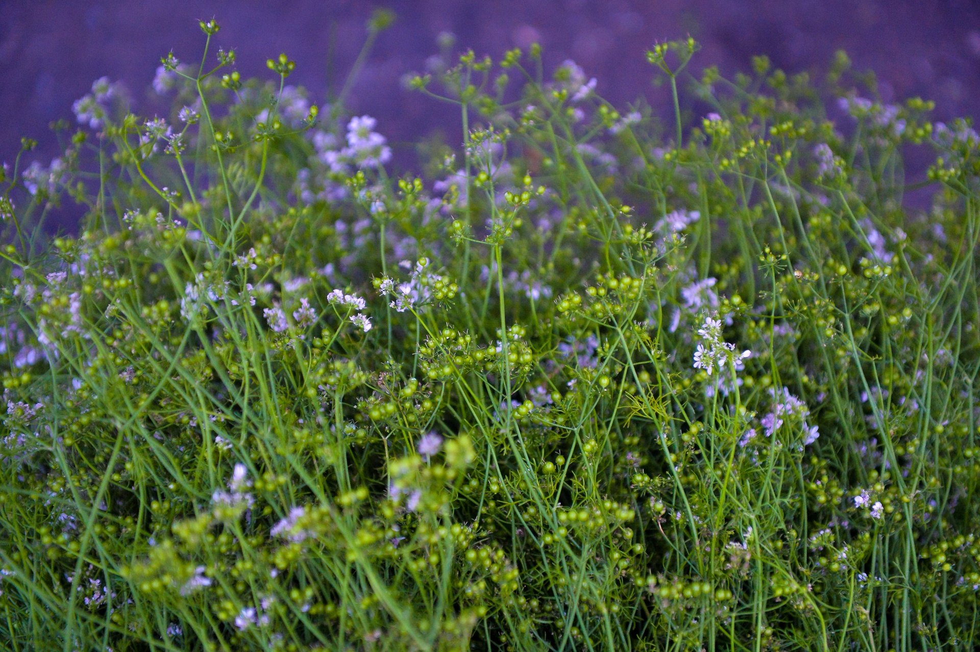 o mai dat hang ngay giap tet anh 10