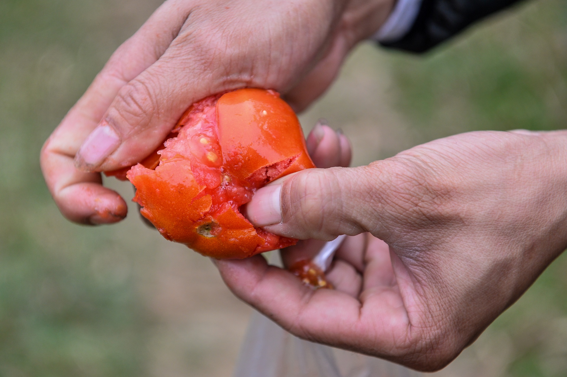 le hoi nem ca chua Thanh Hoa anh 3
