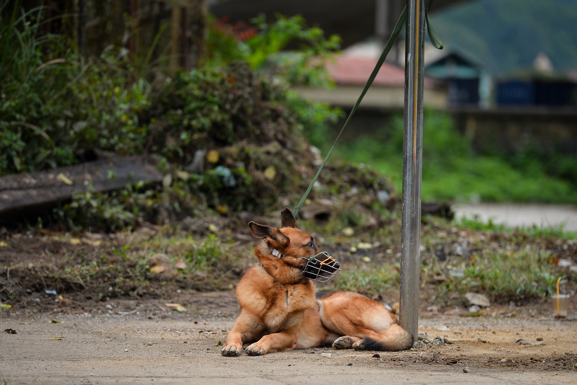 cho nghiep vu tai ga dong Dang anh 2