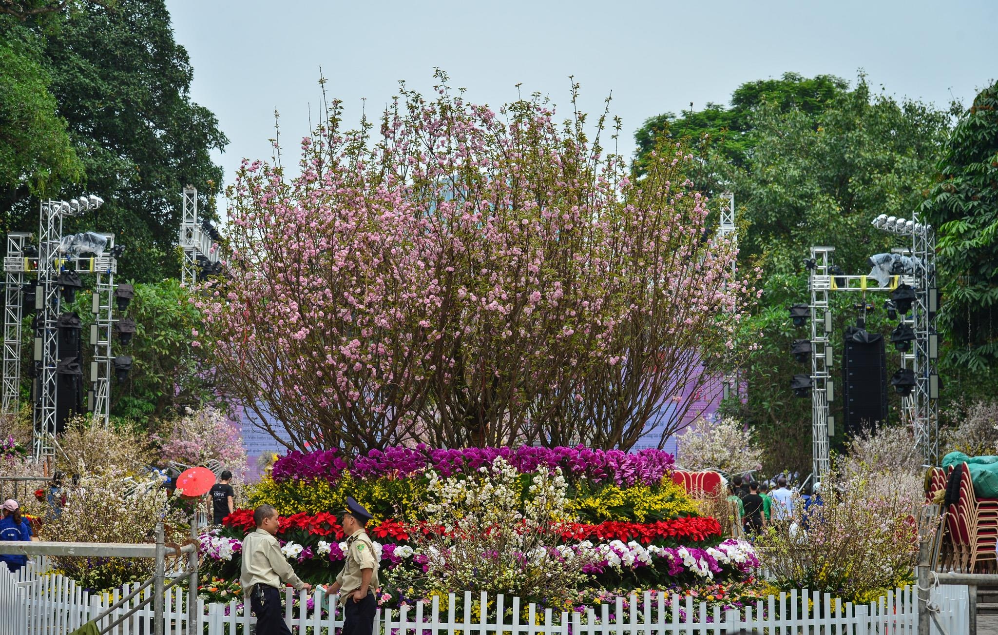 le hoi hoa anh dao 2019 anh 1