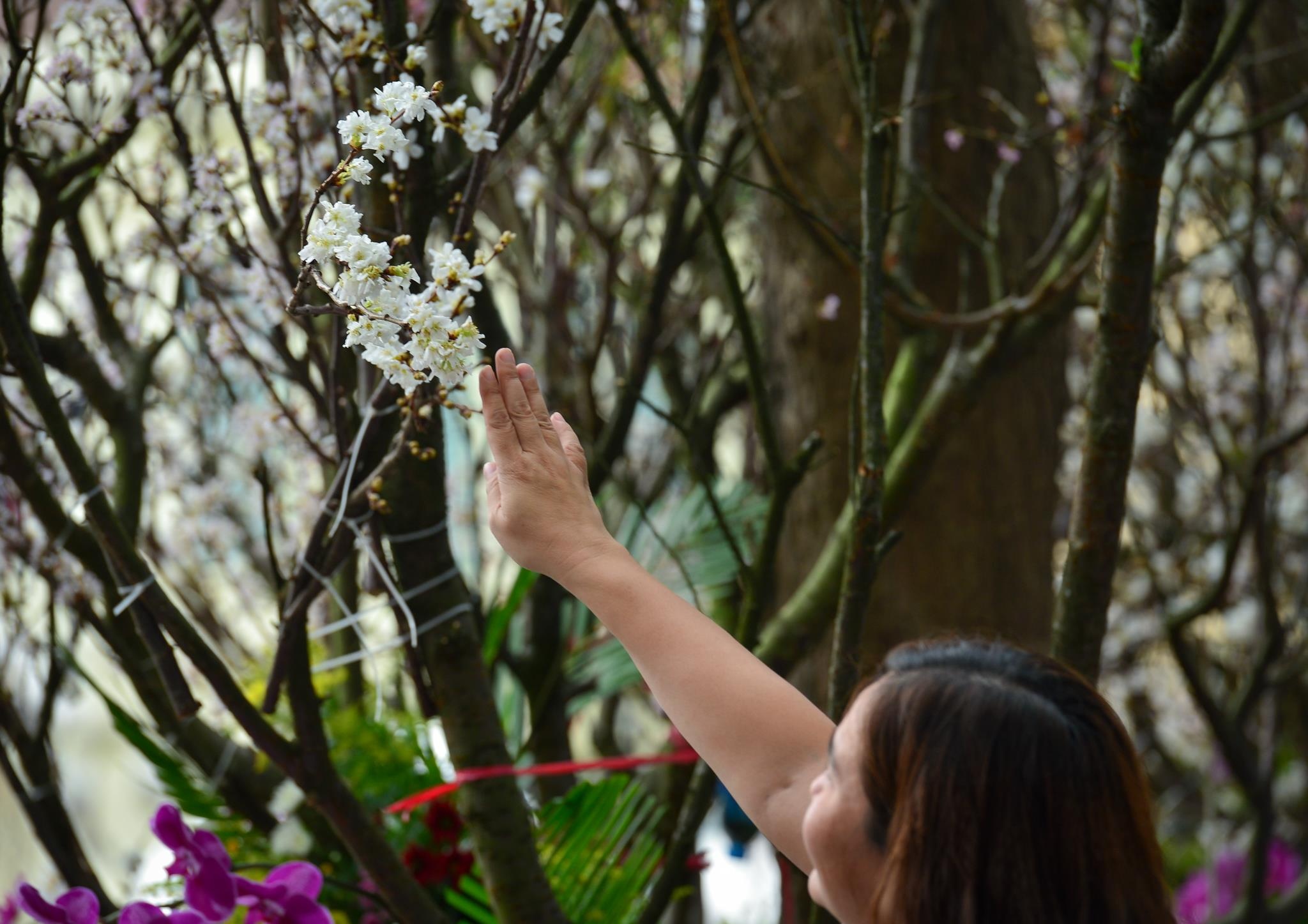 le hoi hoa anh dao 2019 anh 4