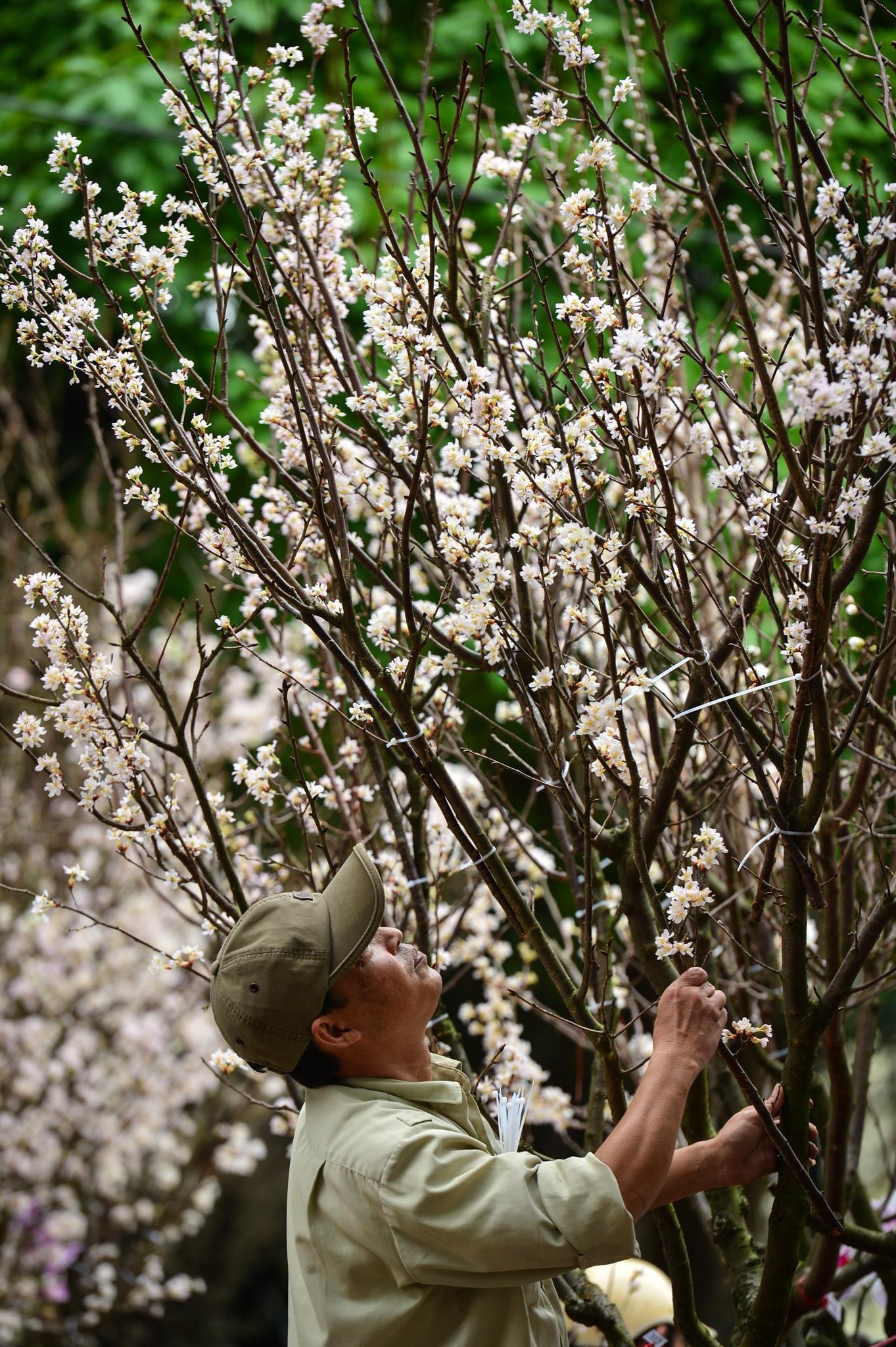 le hoi hoa anh dao 2019 anh 5