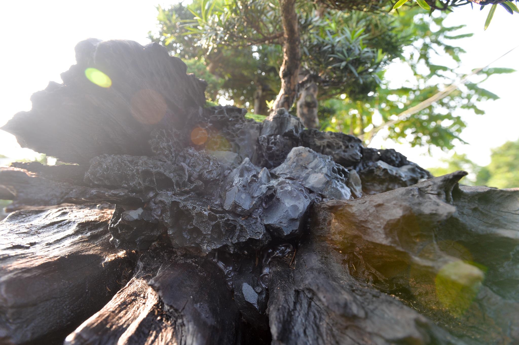 tùng la hán tiền tỷ ảnh 4 tung la han tien ty anh 4