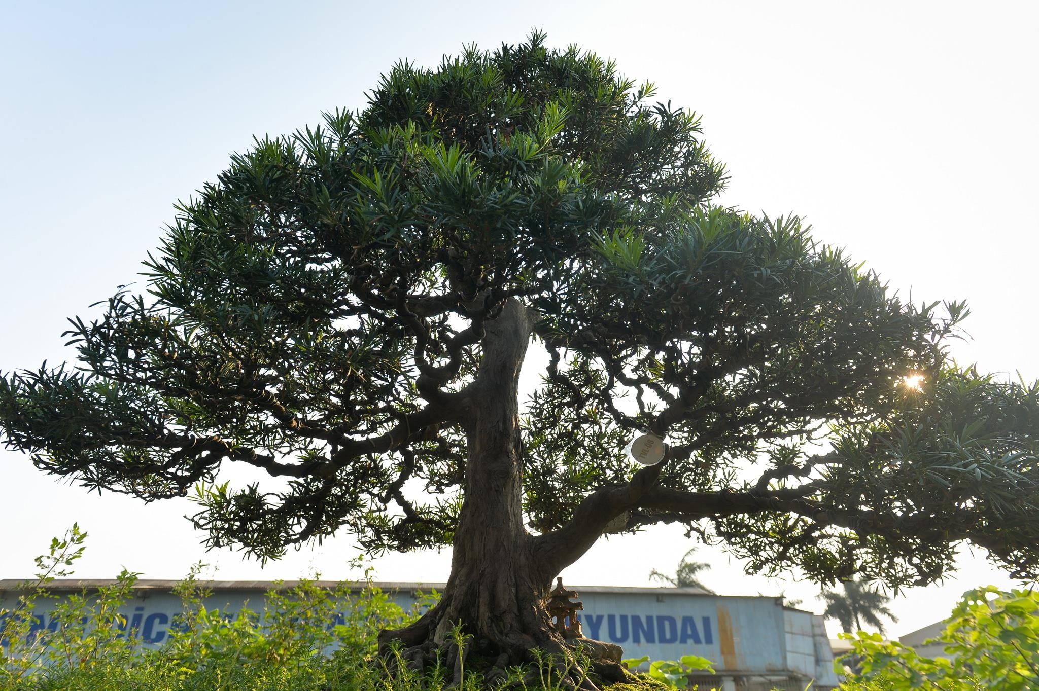 tùng la hán tiền tỷ ảnh 7 tung la han tien ty anh 7