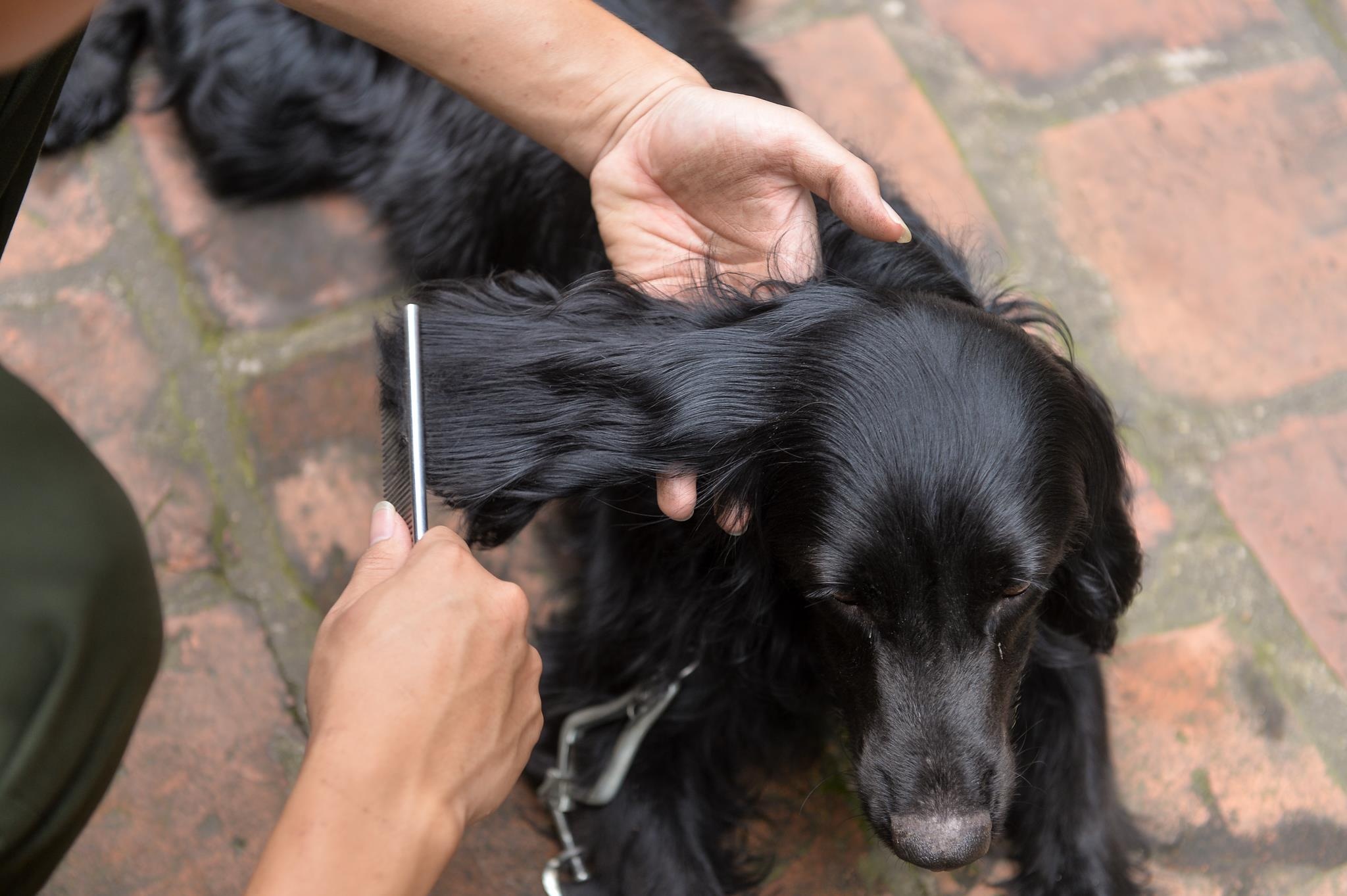 Cho nghiep vu tai tim ma tuy anh 11