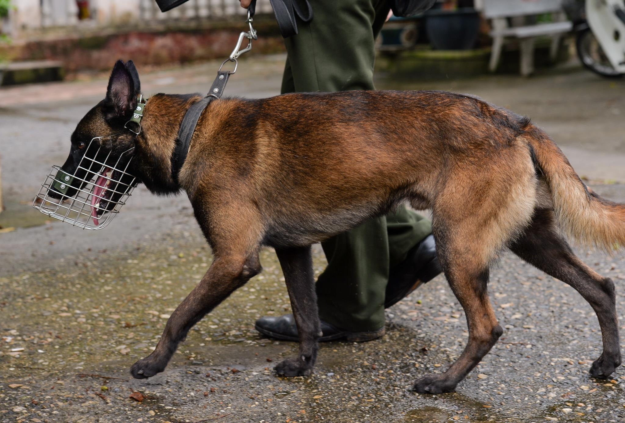 Cho nghiep vu tai tim ma tuy anh 9