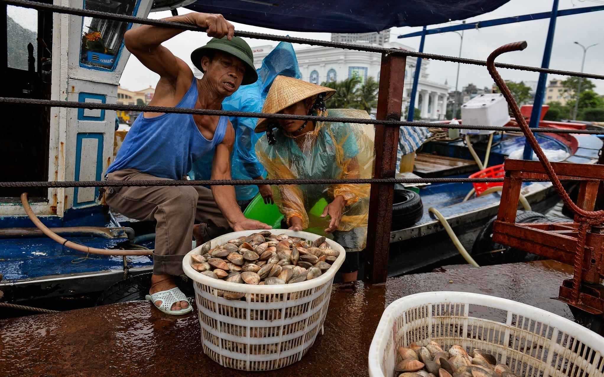 Ngu dan Ha Long tranh thu thu mua hai san truoc khi bao so 3 do bo hinh anh