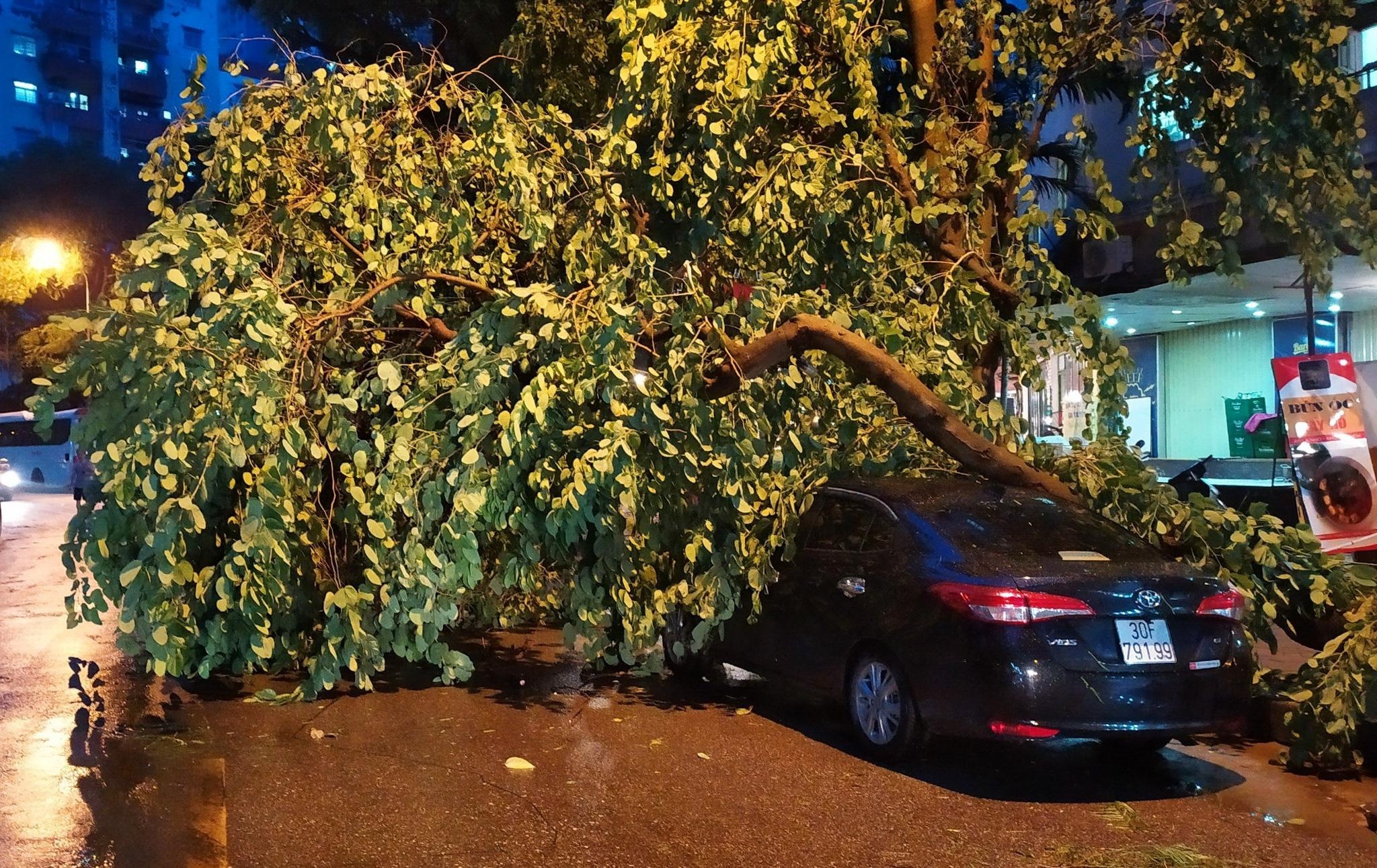 Cay do de o to anh 1