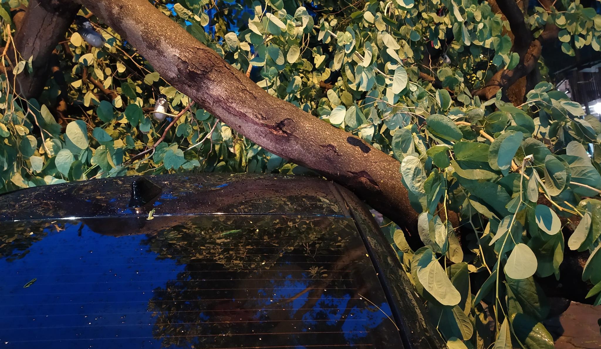 Cay do de o to anh 2