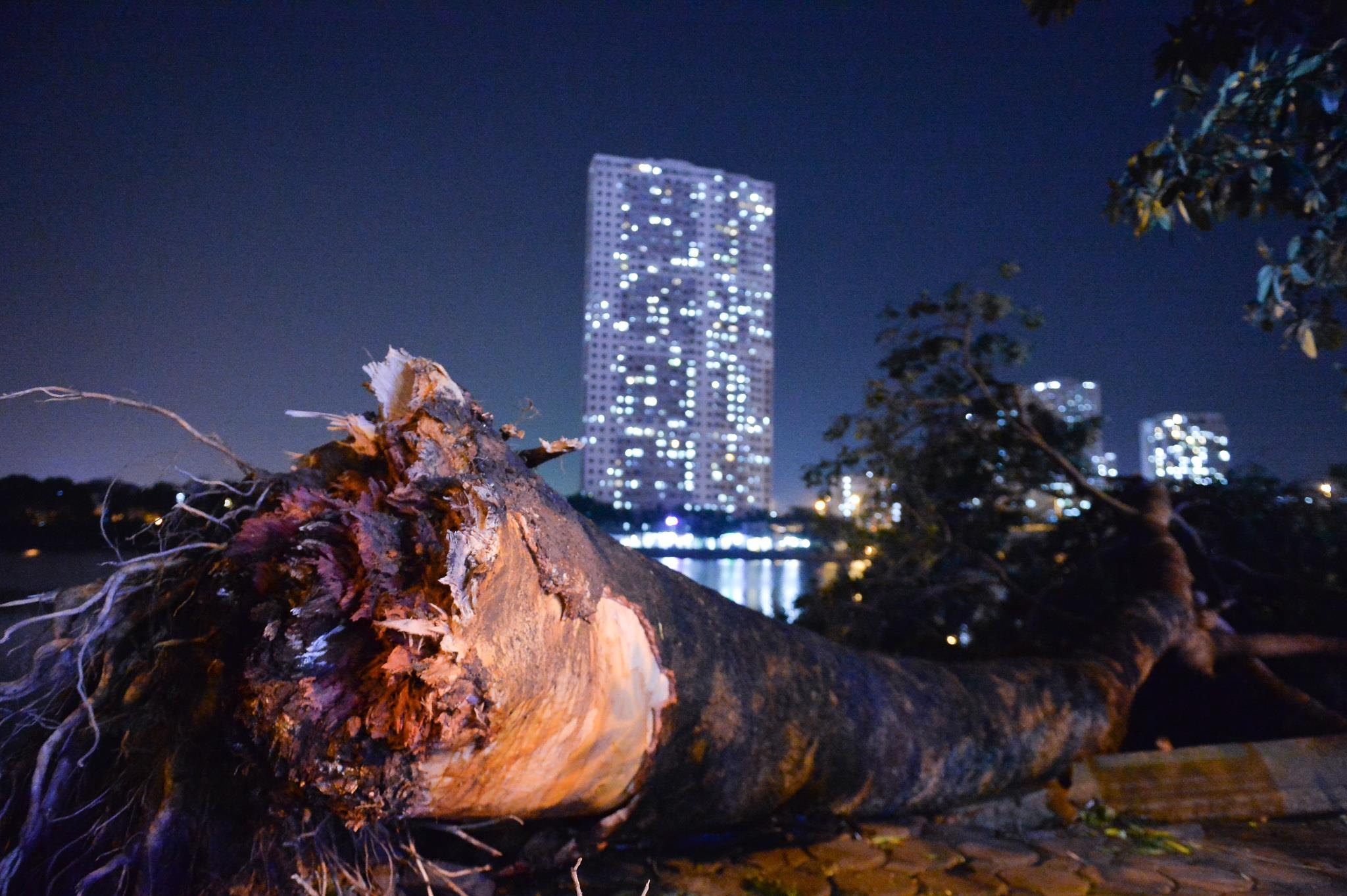 Cay do de o to anh 3