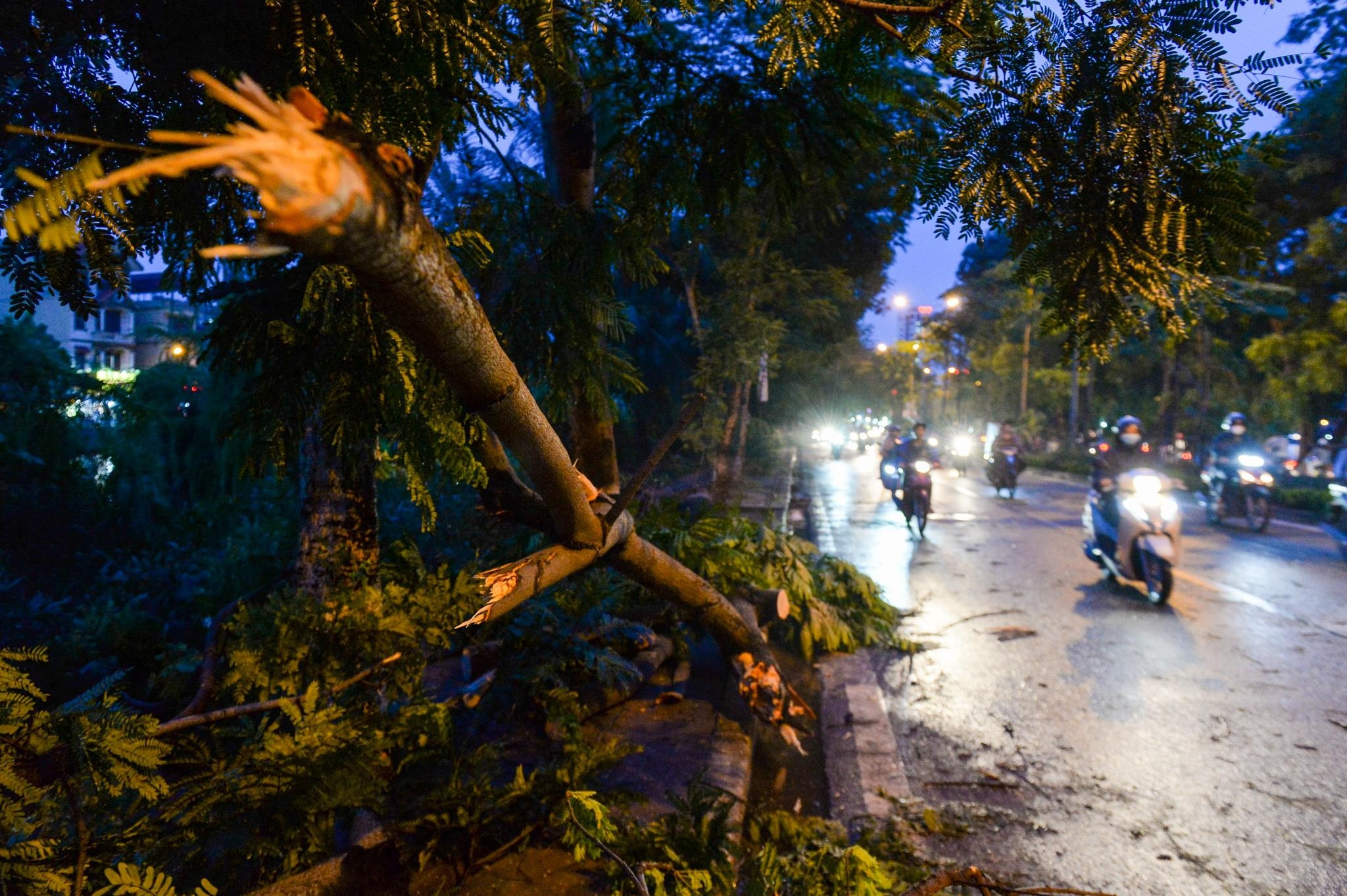 Cay do de o to anh 4