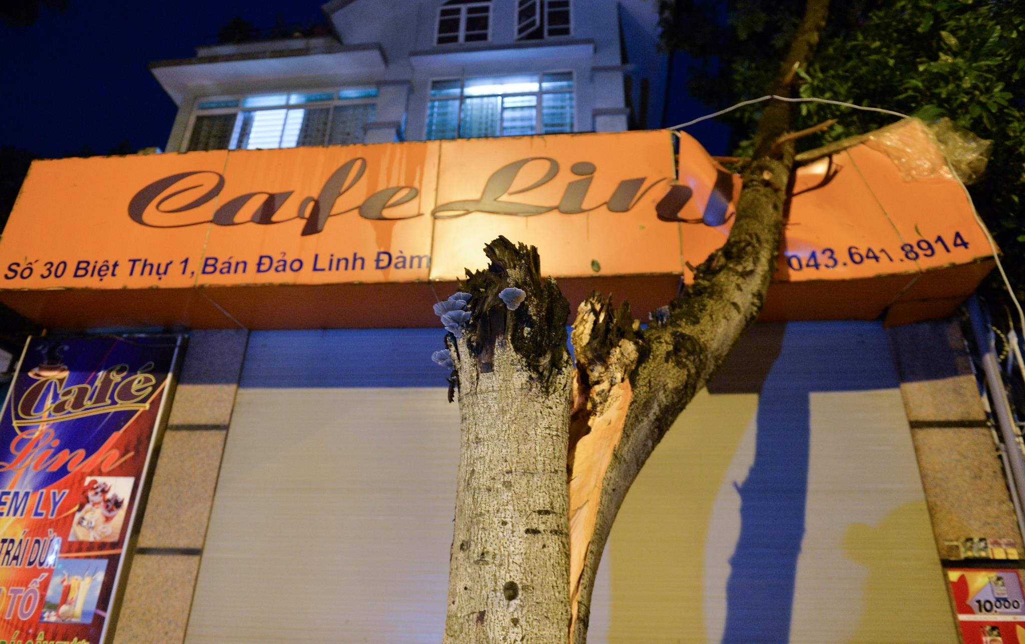 Cay do de o to anh 5