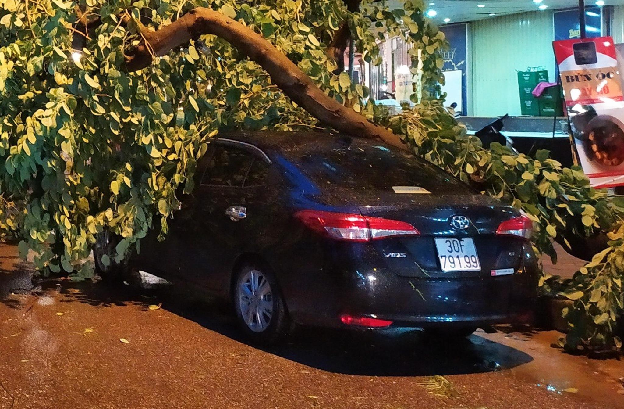 Hien truong vu dong lon lam cay do de oto o Linh Dam hinh anh