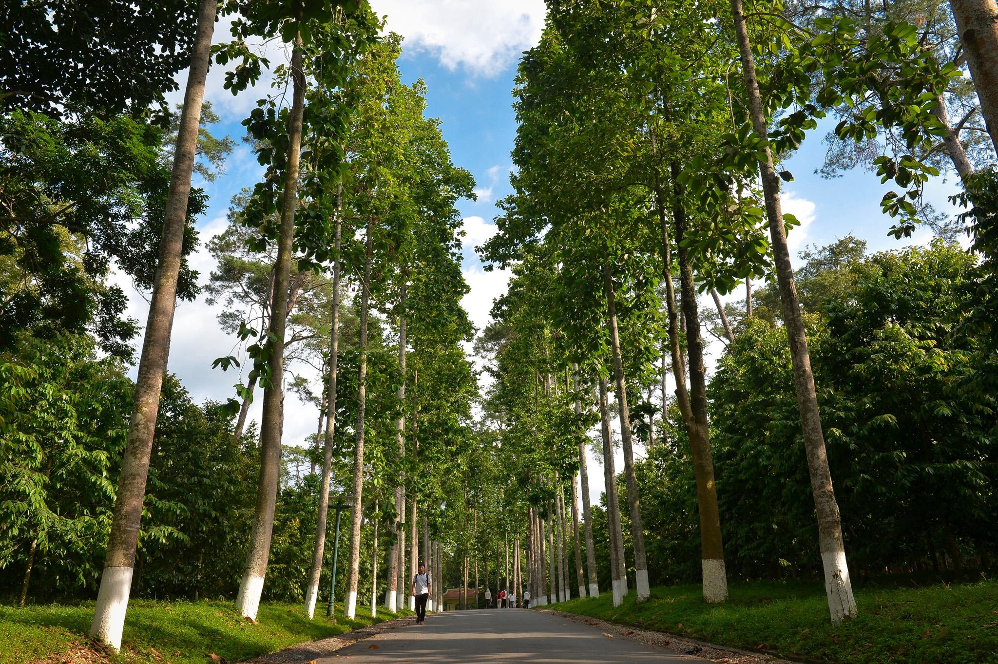 khu di tich k9 anh 11