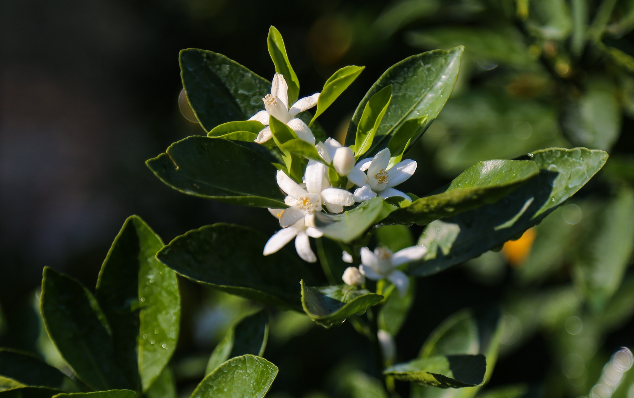 quat canh 12 con giap anh 11