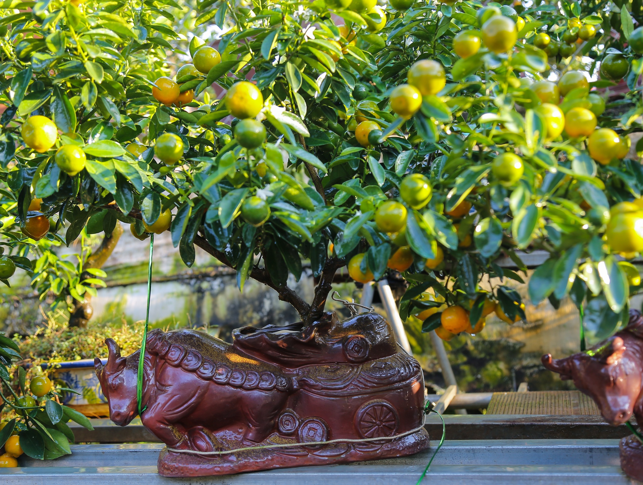 quat canh 12 con giap anh 12