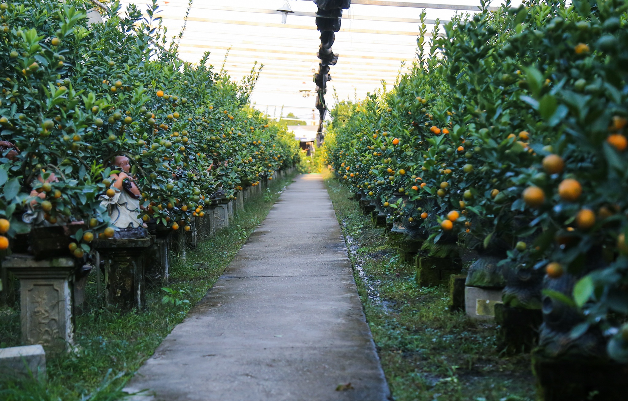 quat canh 12 con giap anh 1