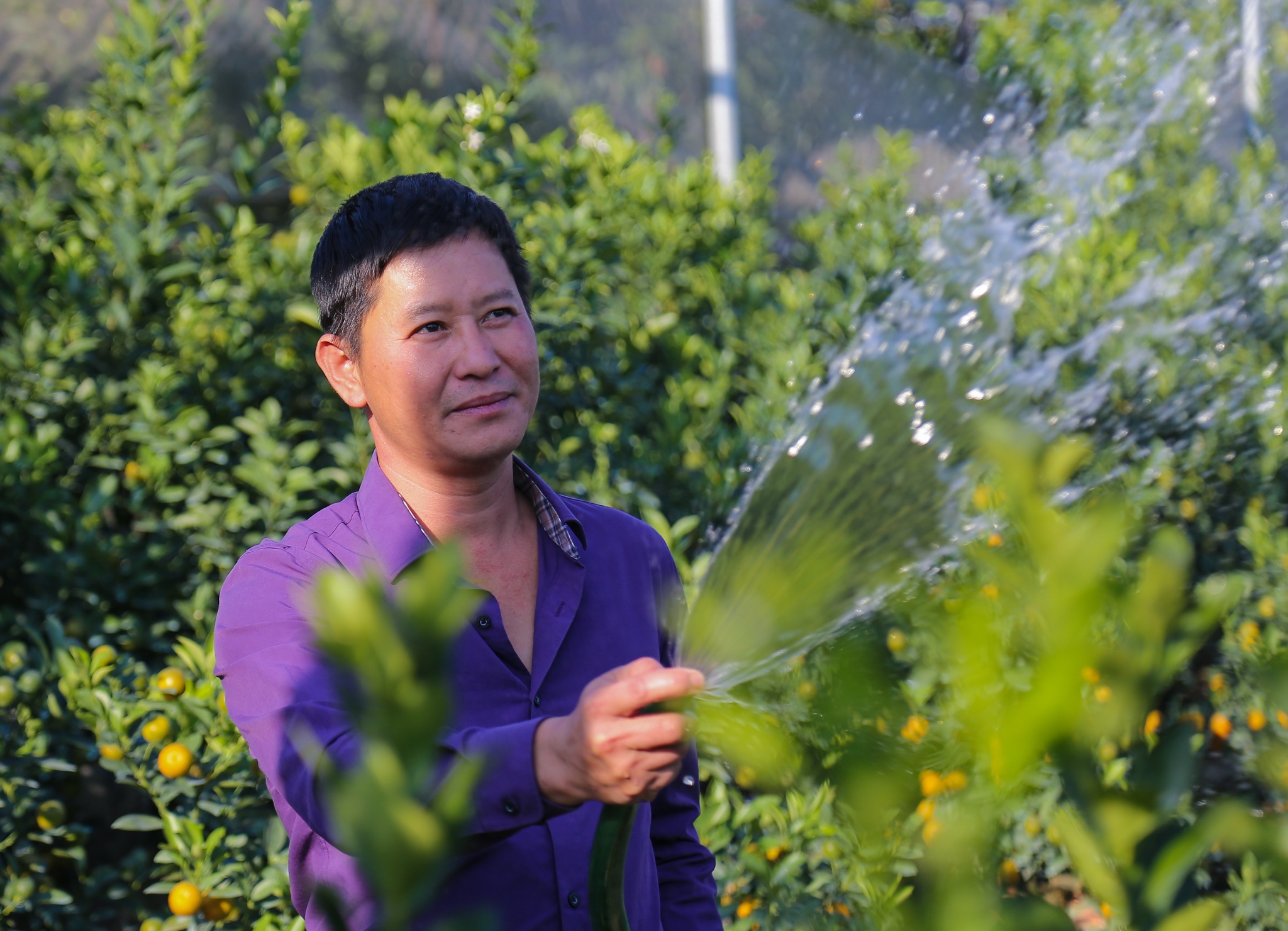 quat canh 12 con giap anh 2