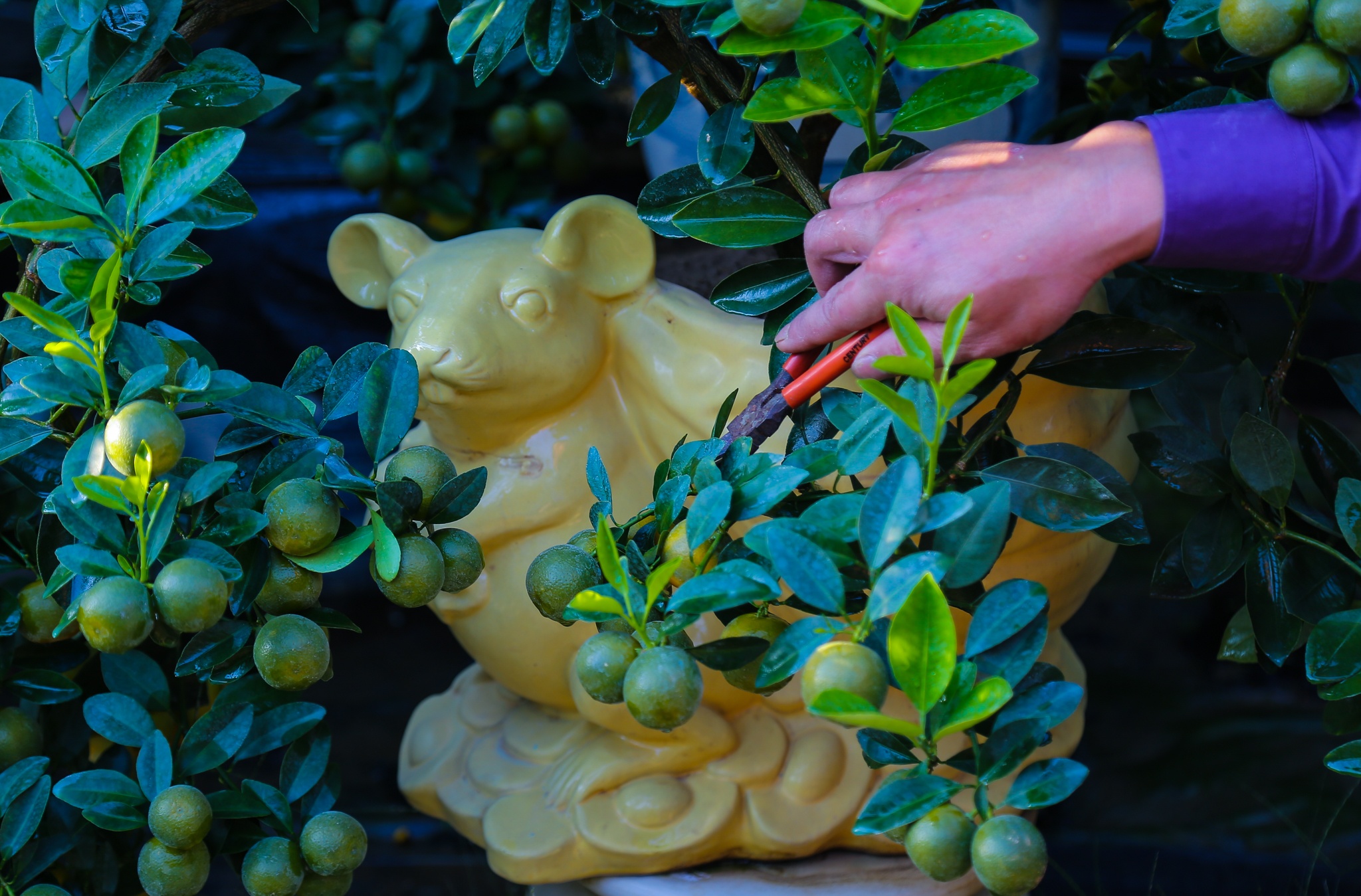 quat canh 12 con giap anh 4