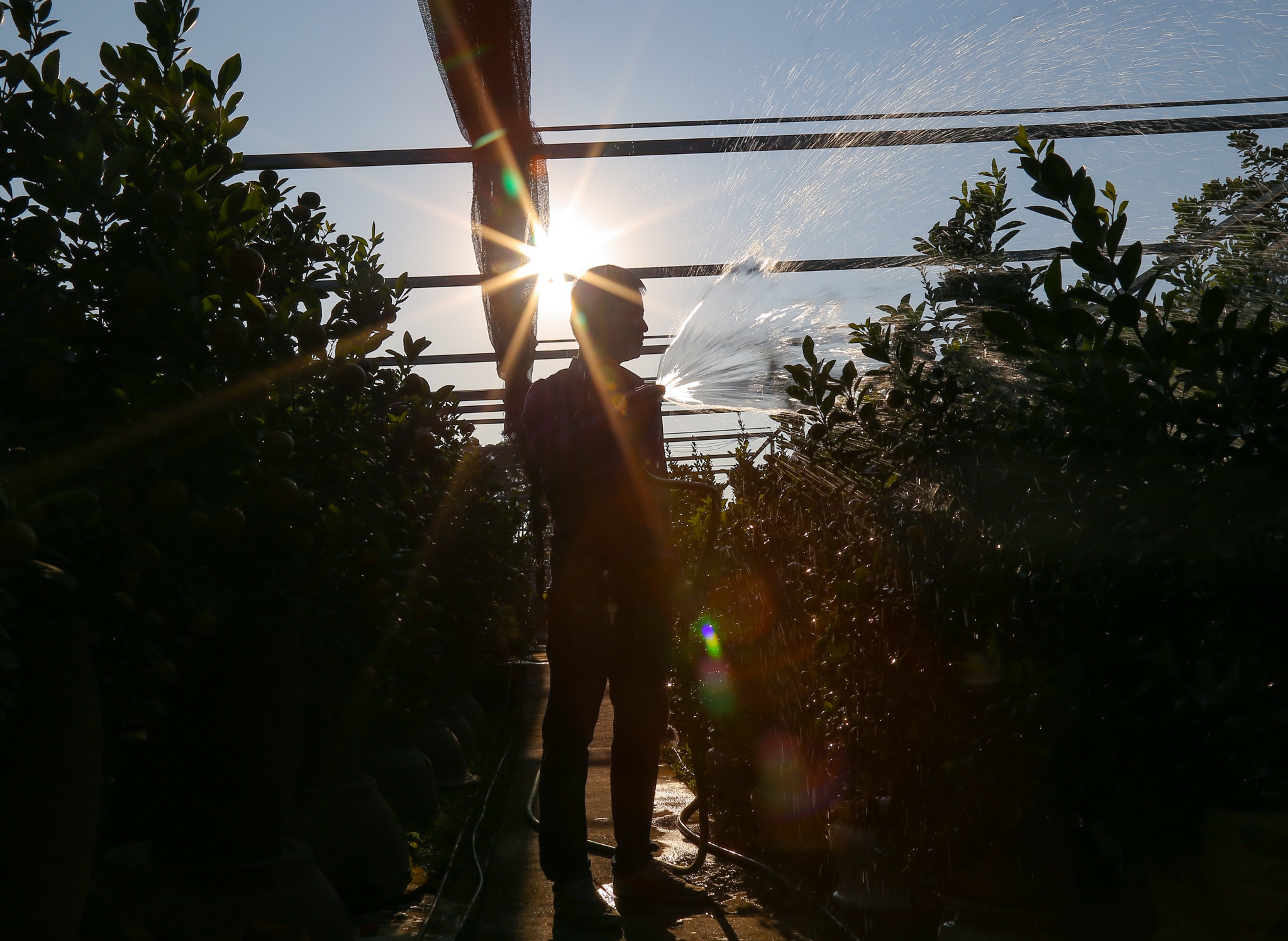 quat canh 12 con giap anh 5