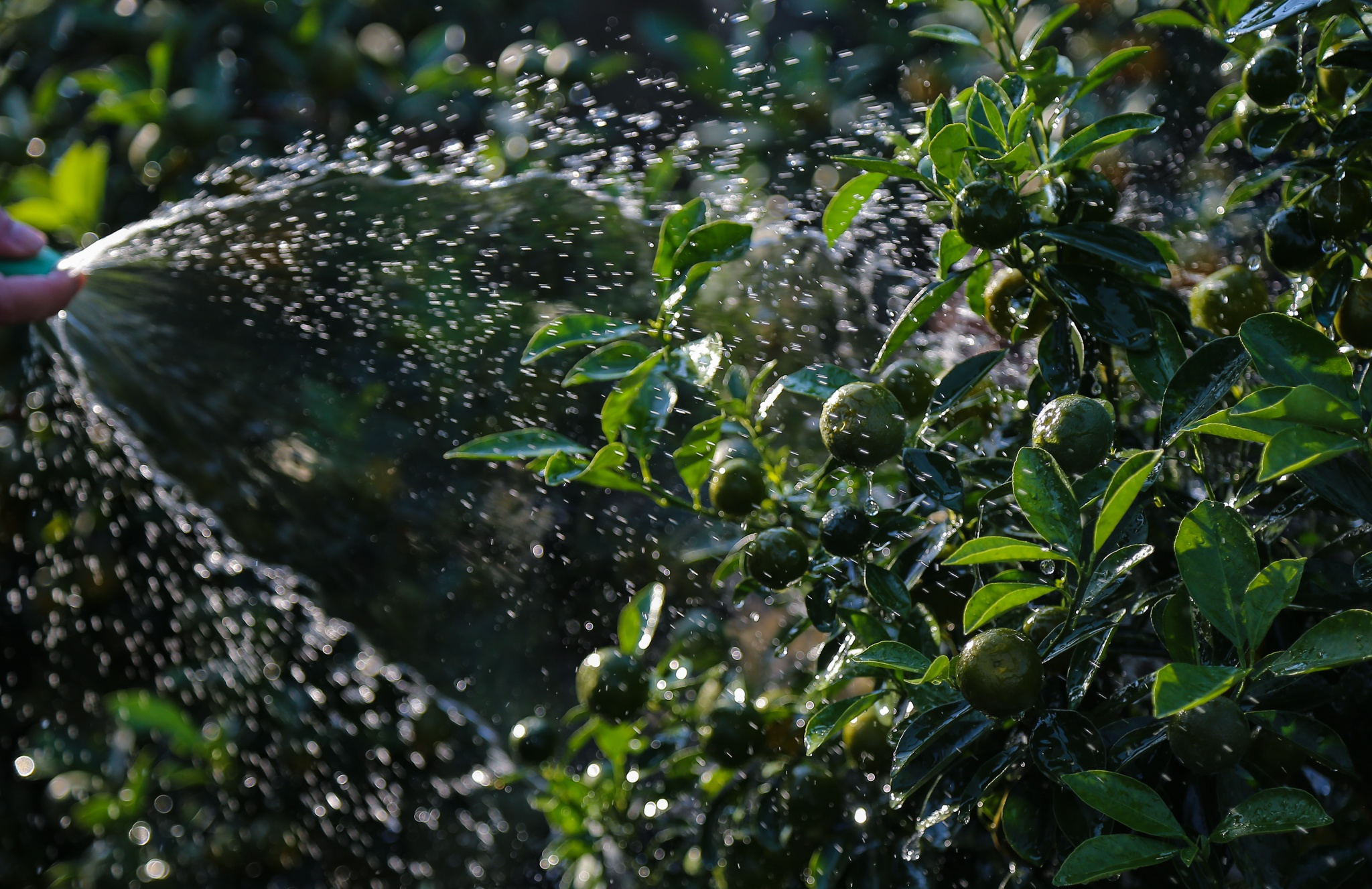 quat canh 12 con giap anh 6