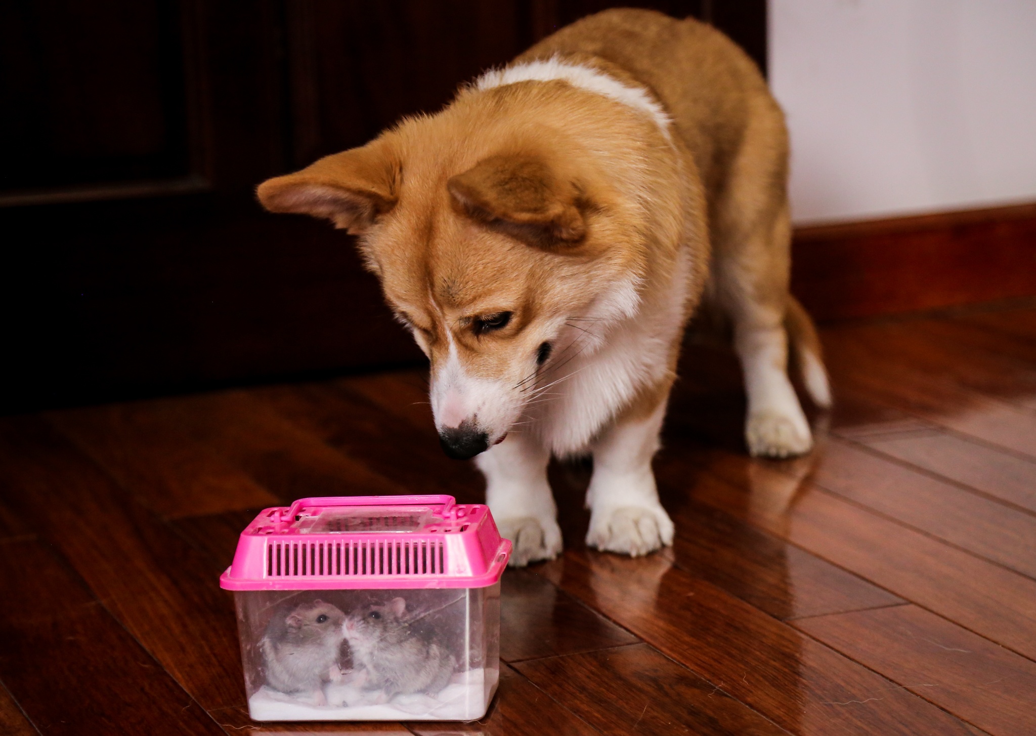 nuoi chuot hamster anh 8