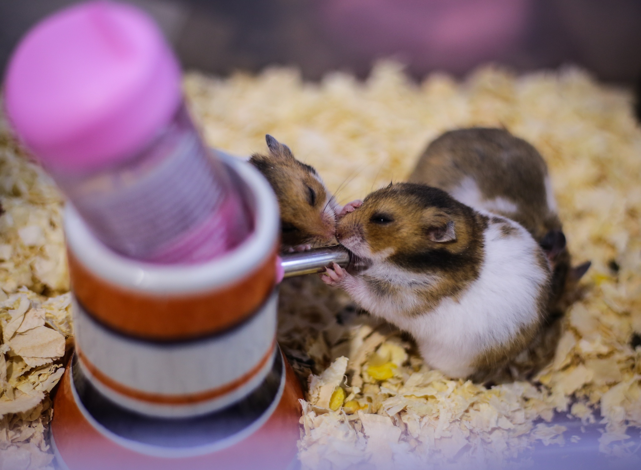 nuoi chuot hamster anh 1