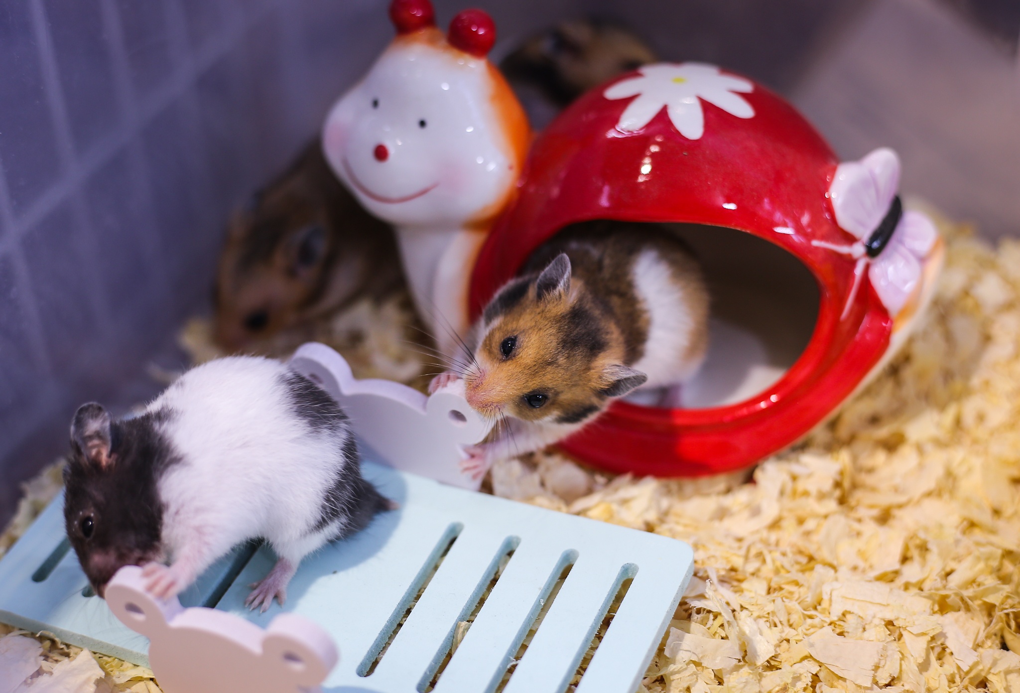 nuoi chuot hamster anh 3