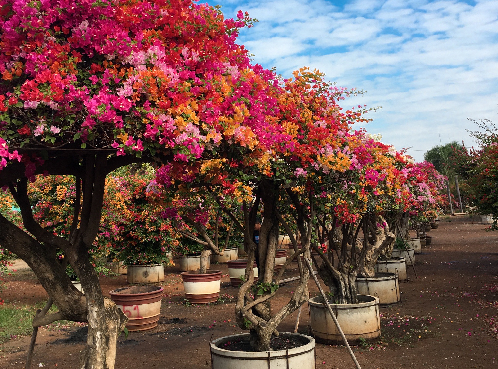 Hoa giay ngu sac gia tram trieu dat hang dip can tet hinh anh