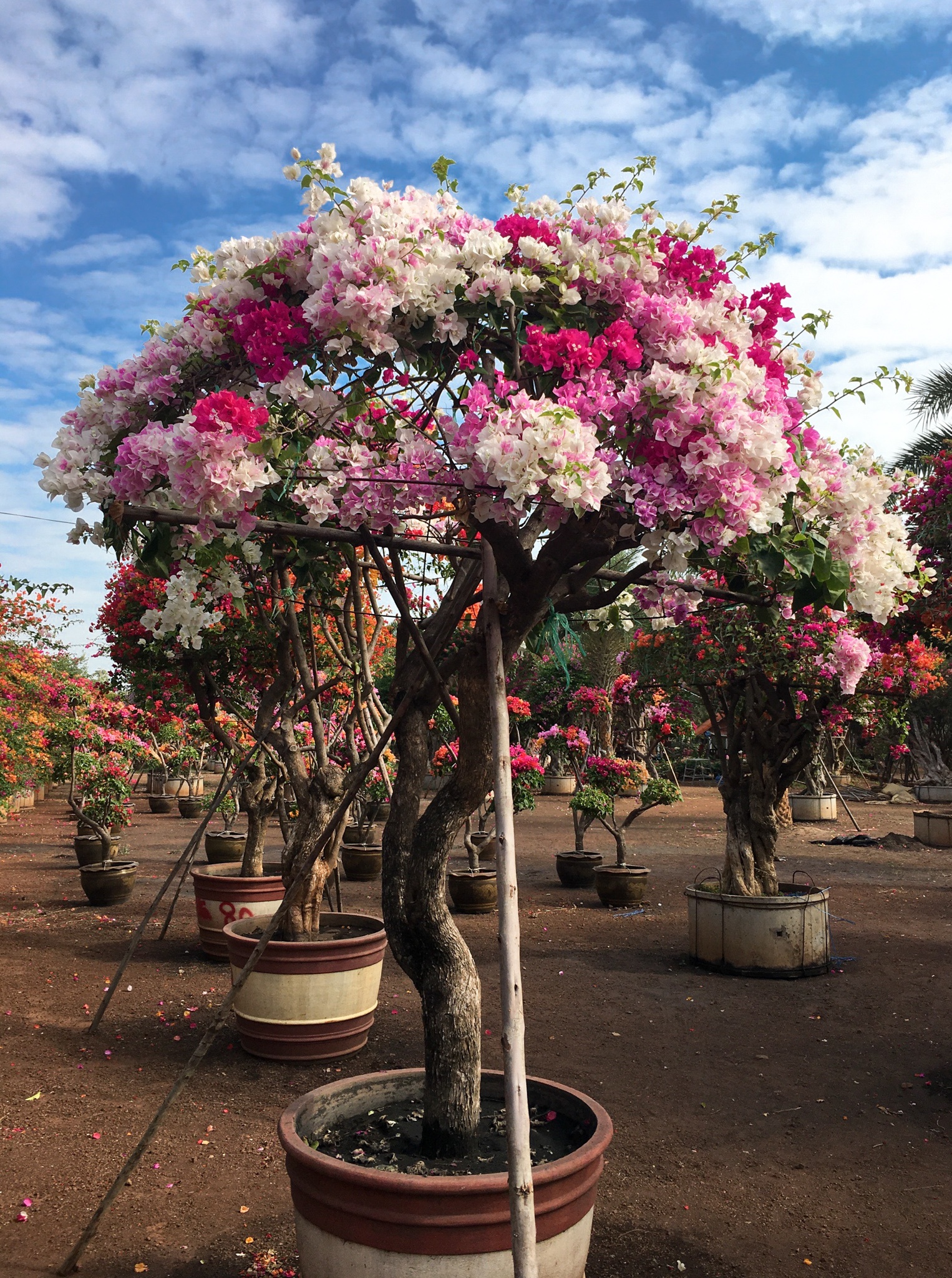 hoa giay ngu sac anh 8