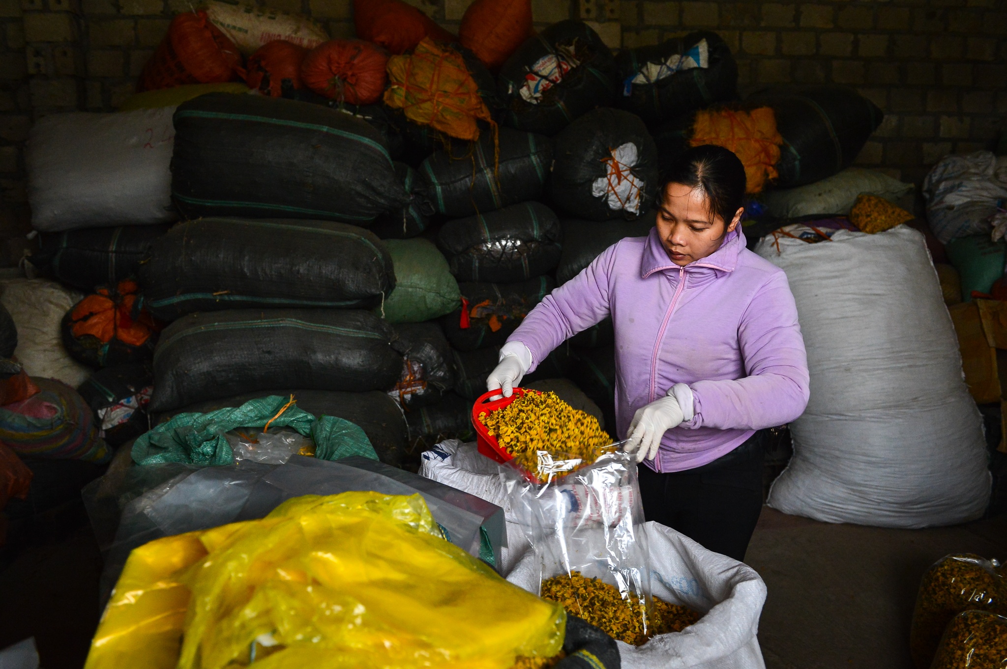 gia hoa cuc chi giam anh 9