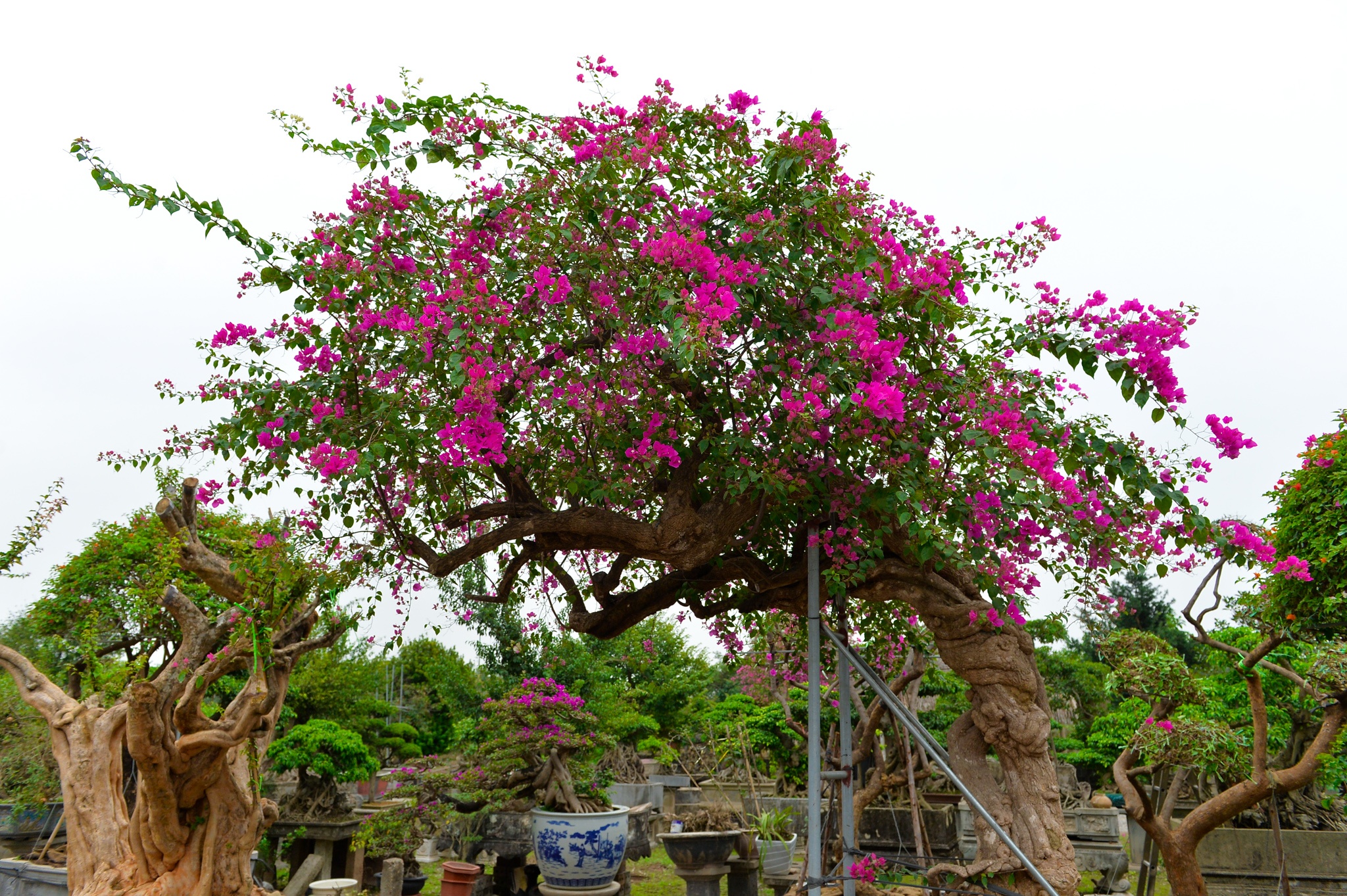 hoa giay ngu sac anh 1