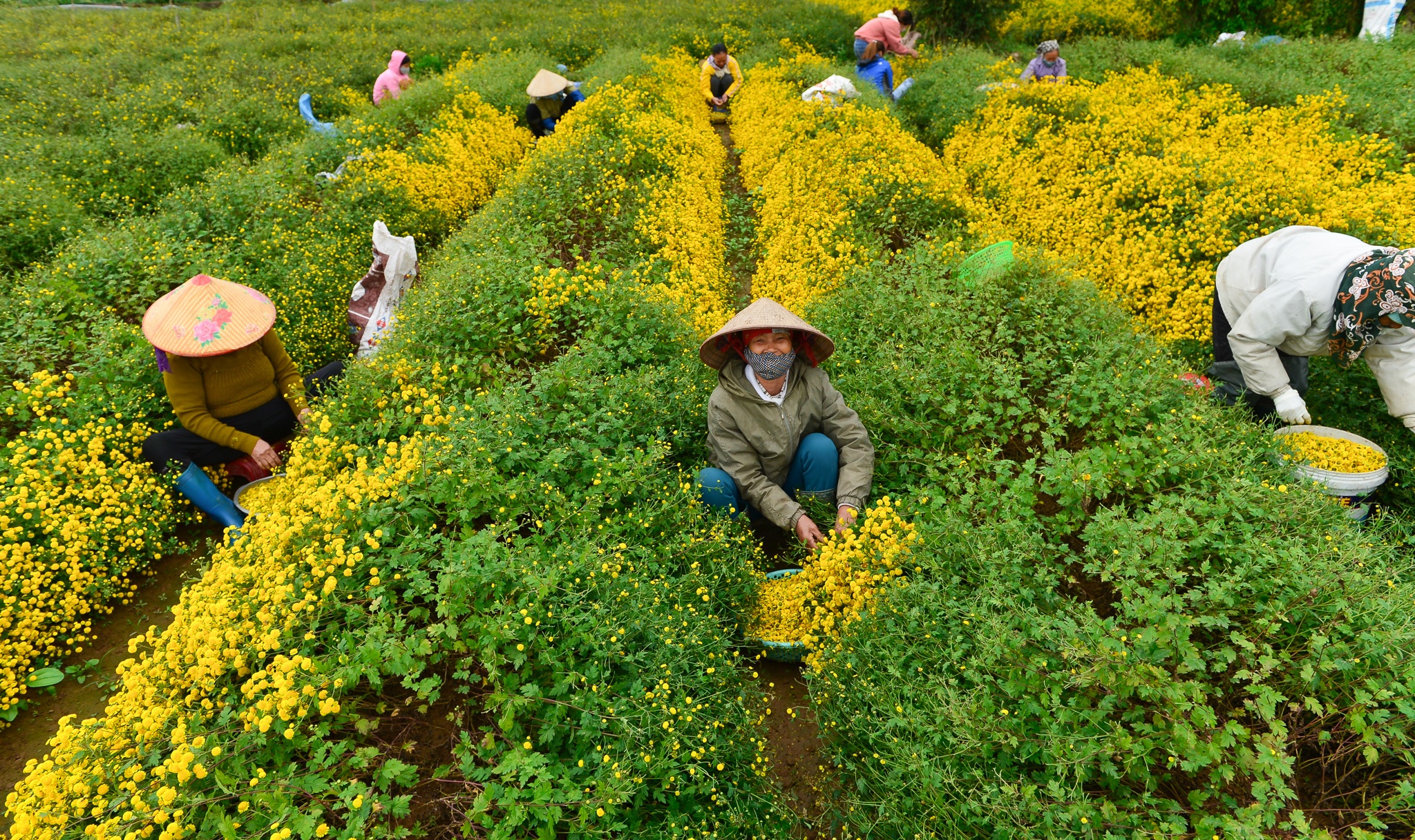 gia hoa cuc chi giam anh 1