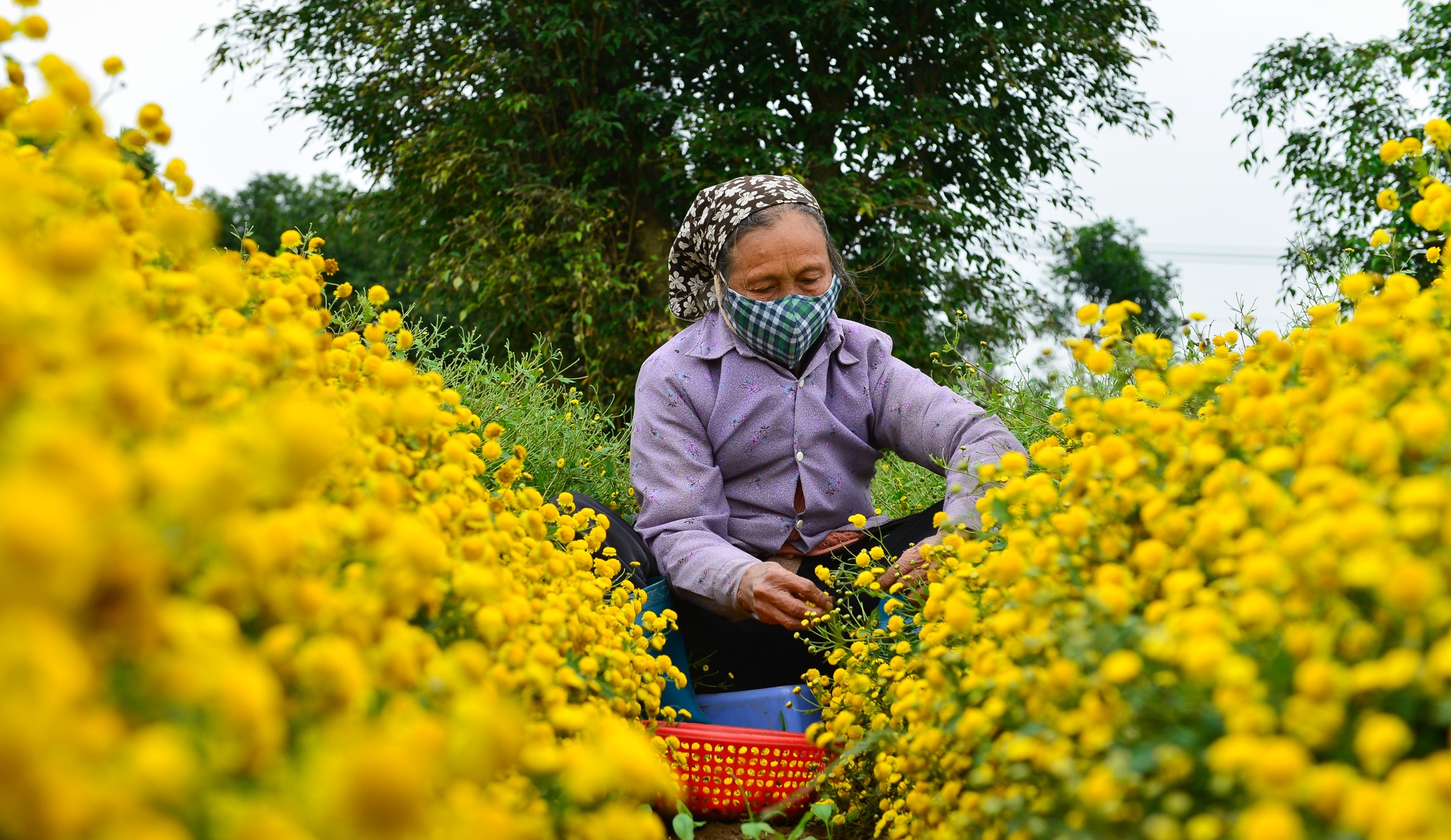 gia hoa cuc chi giam anh 2