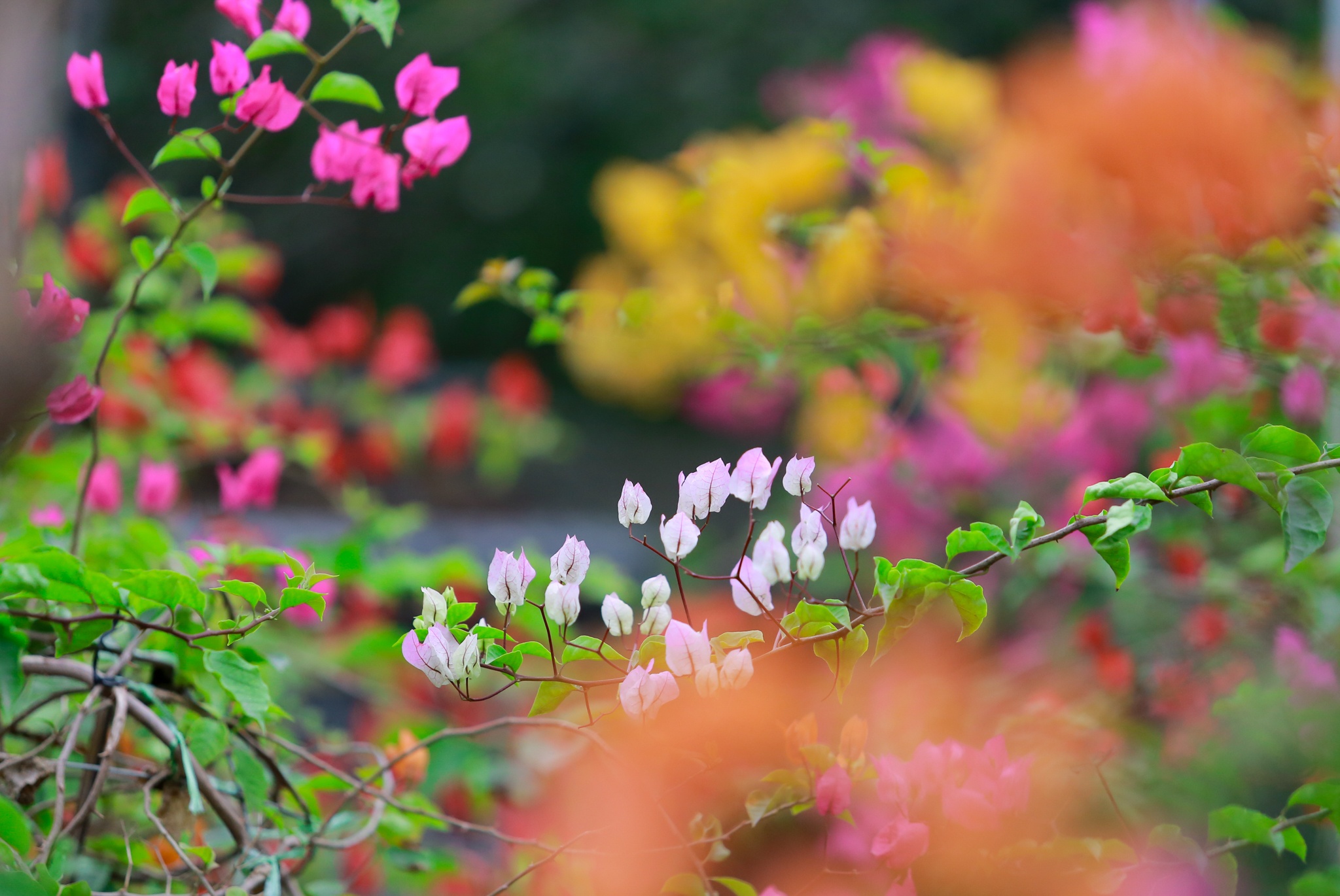 hoa giay ngu sac anh 2