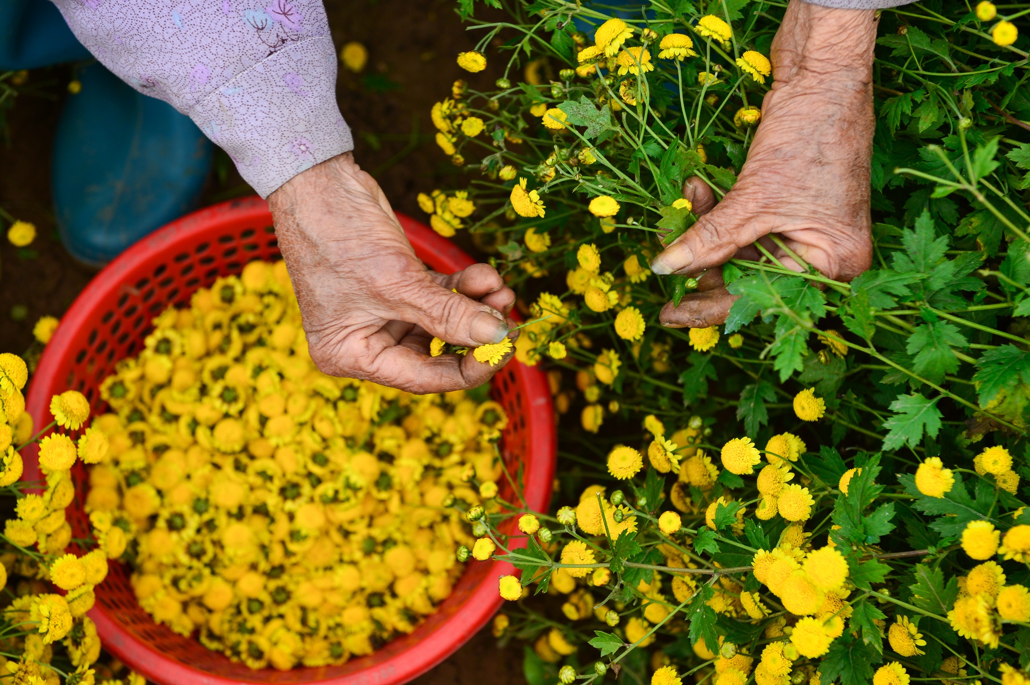 gia hoa cuc chi giam anh 4