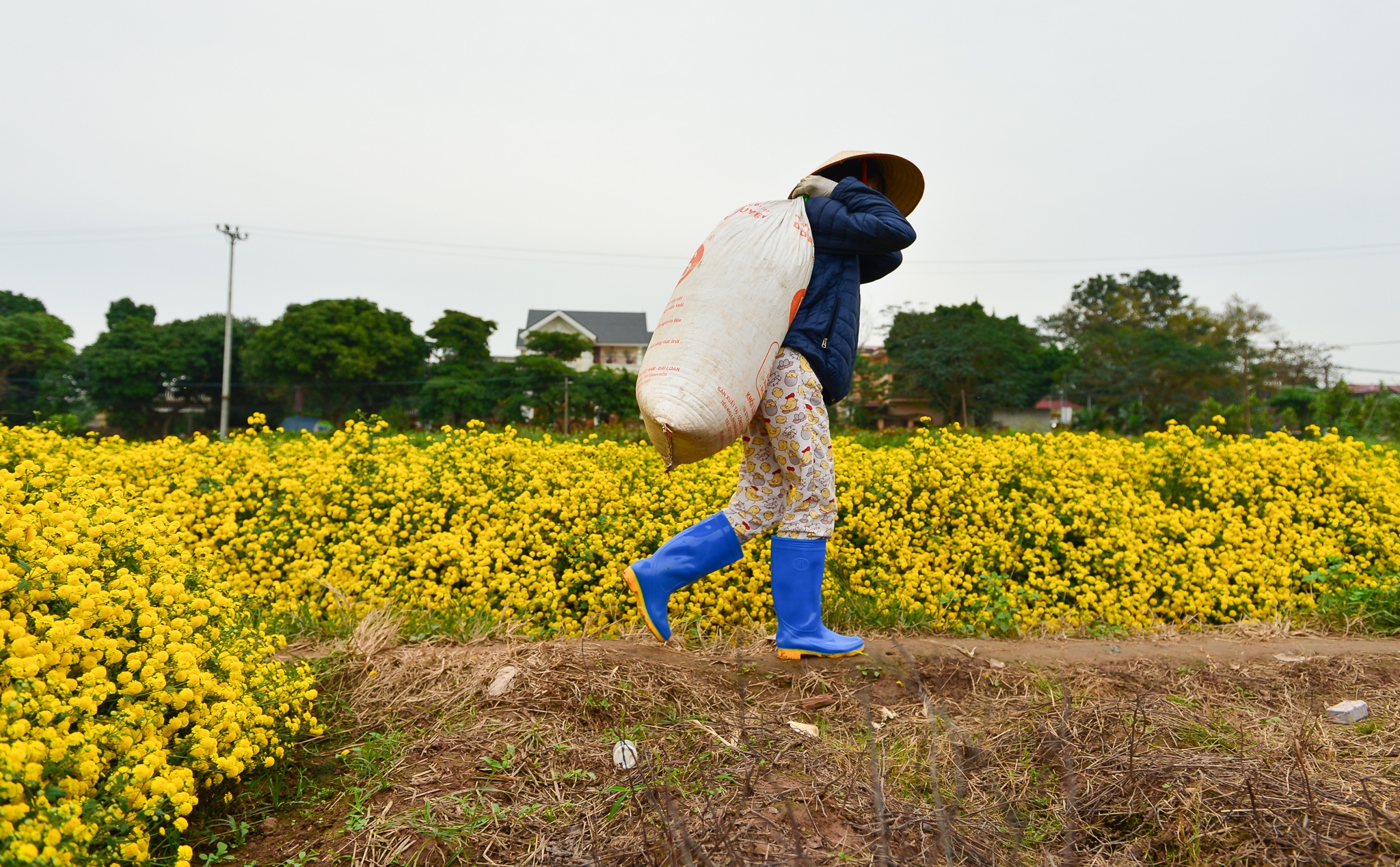 gia hoa cuc chi giam anh 5