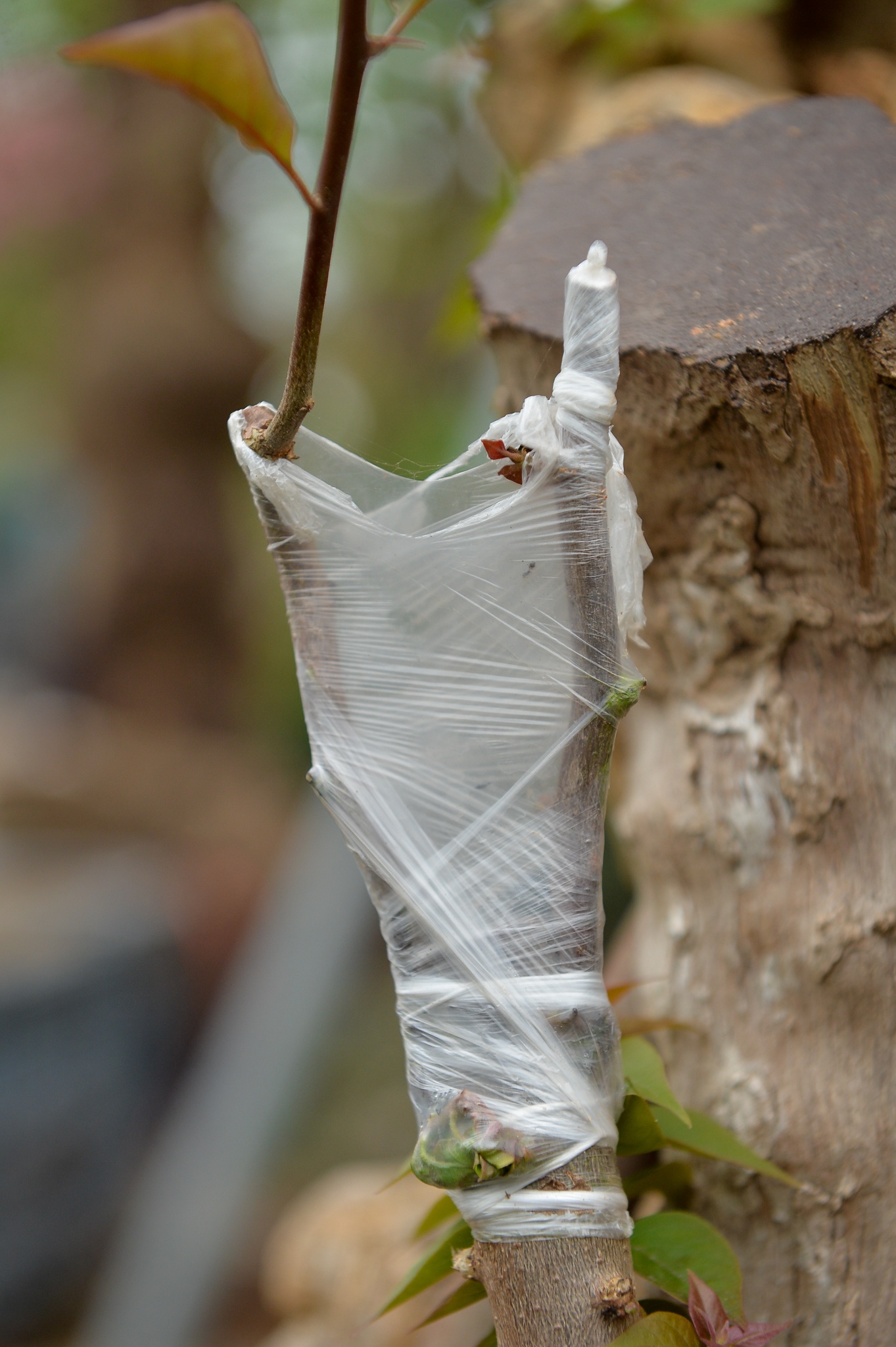 hoa giay ngu sac anh 3