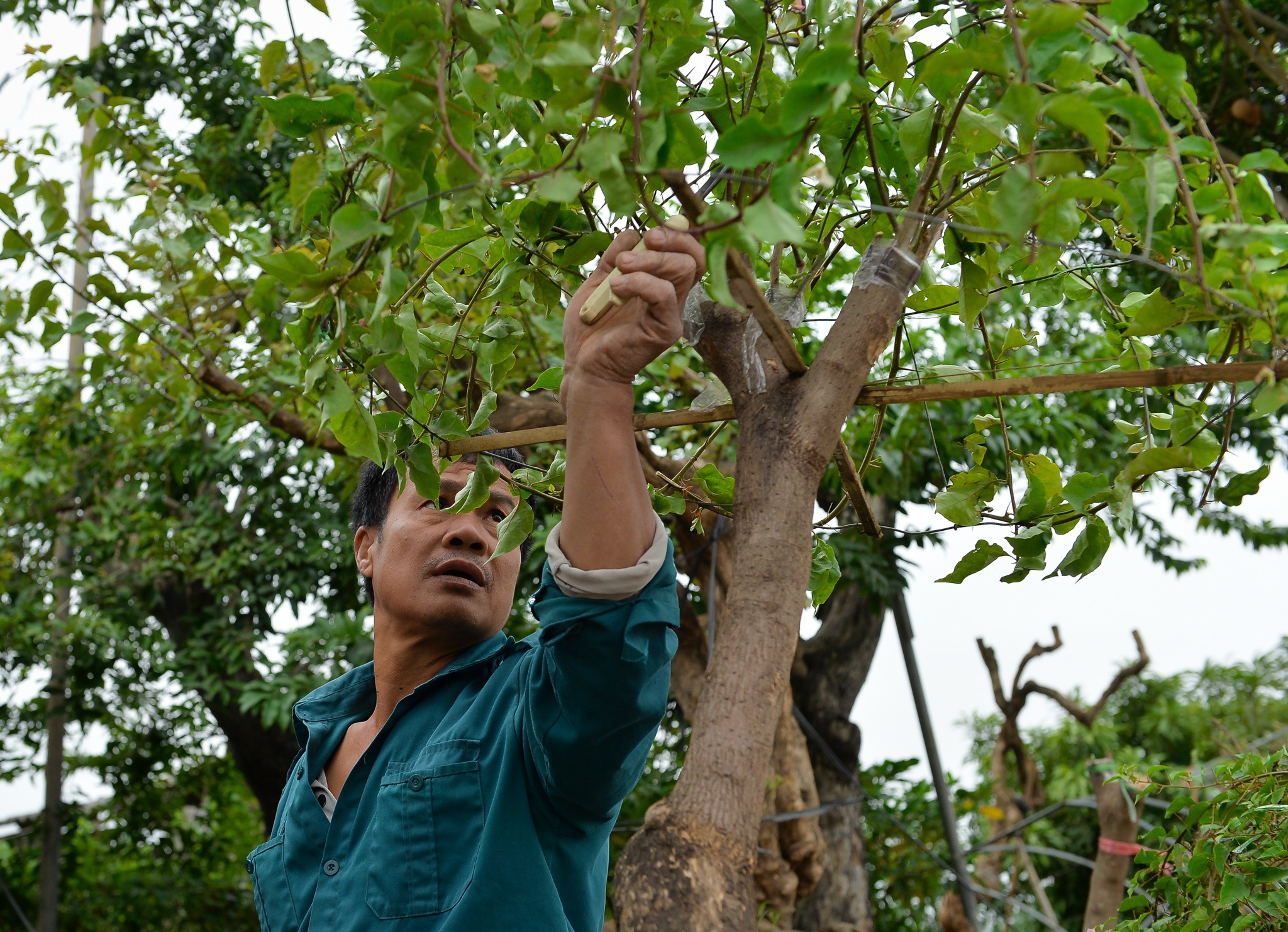 hoa giay ngu sac anh 4