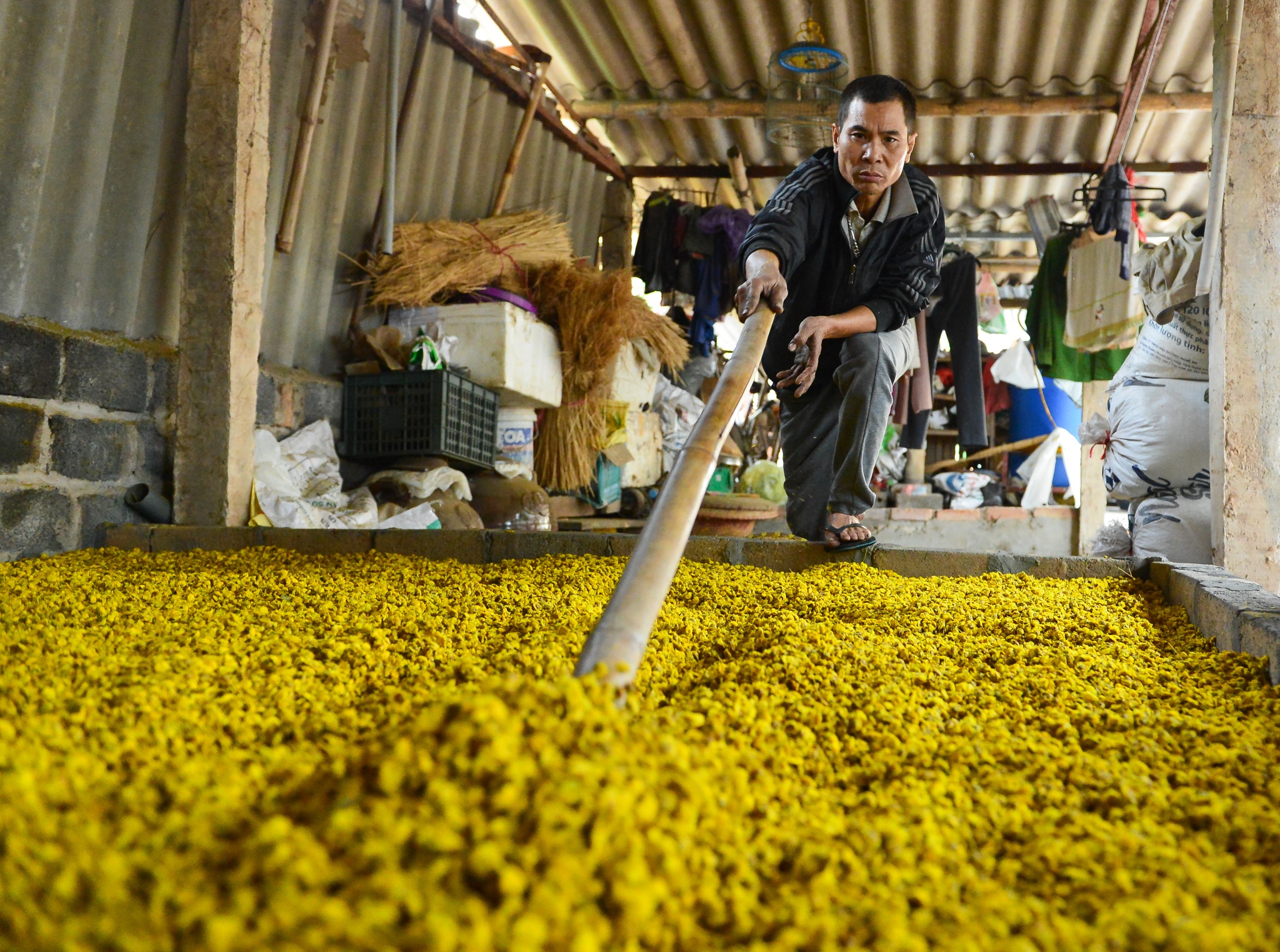 gia hoa cuc chi giam anh 6