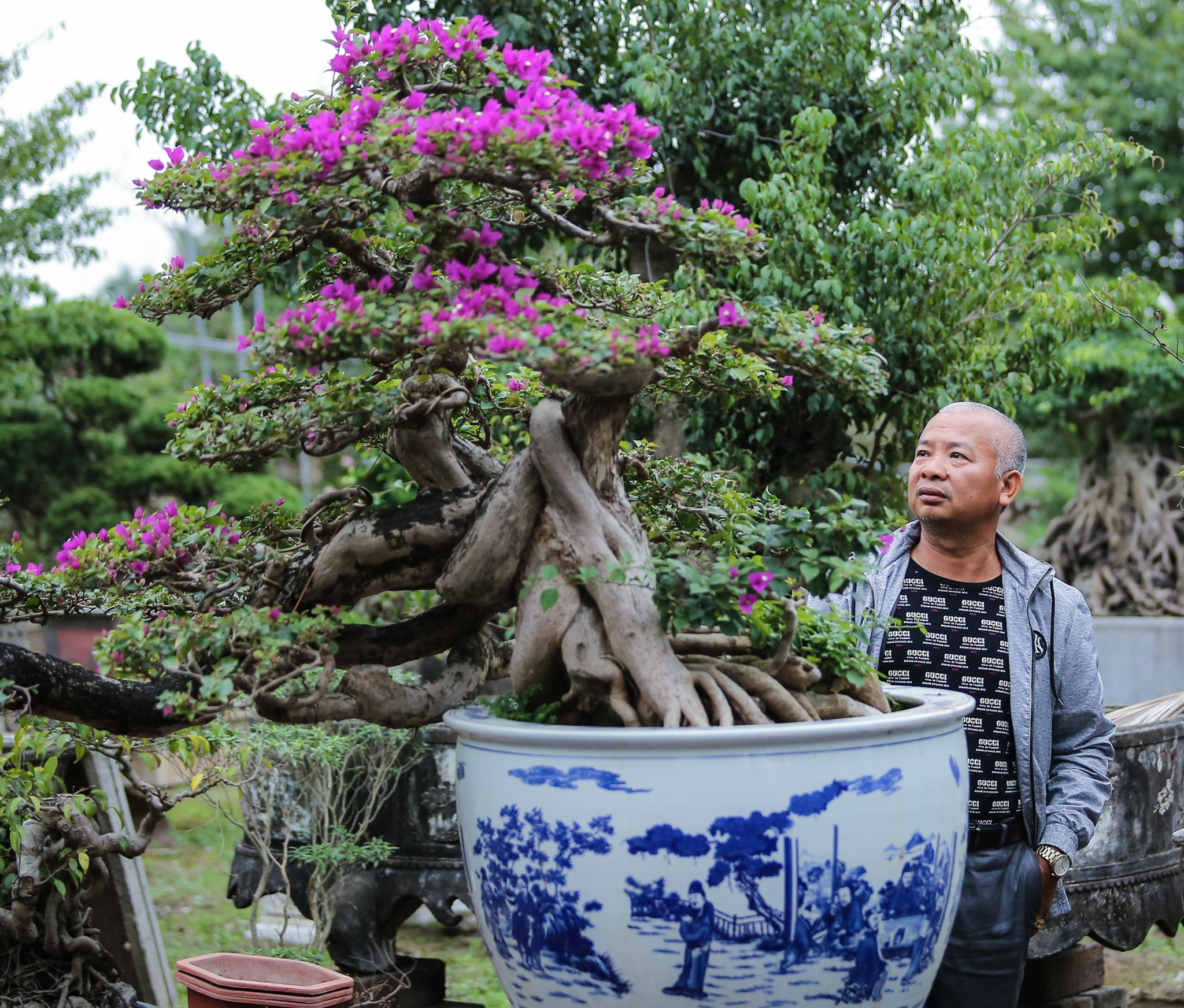 hoa giay ngu sac anh 6