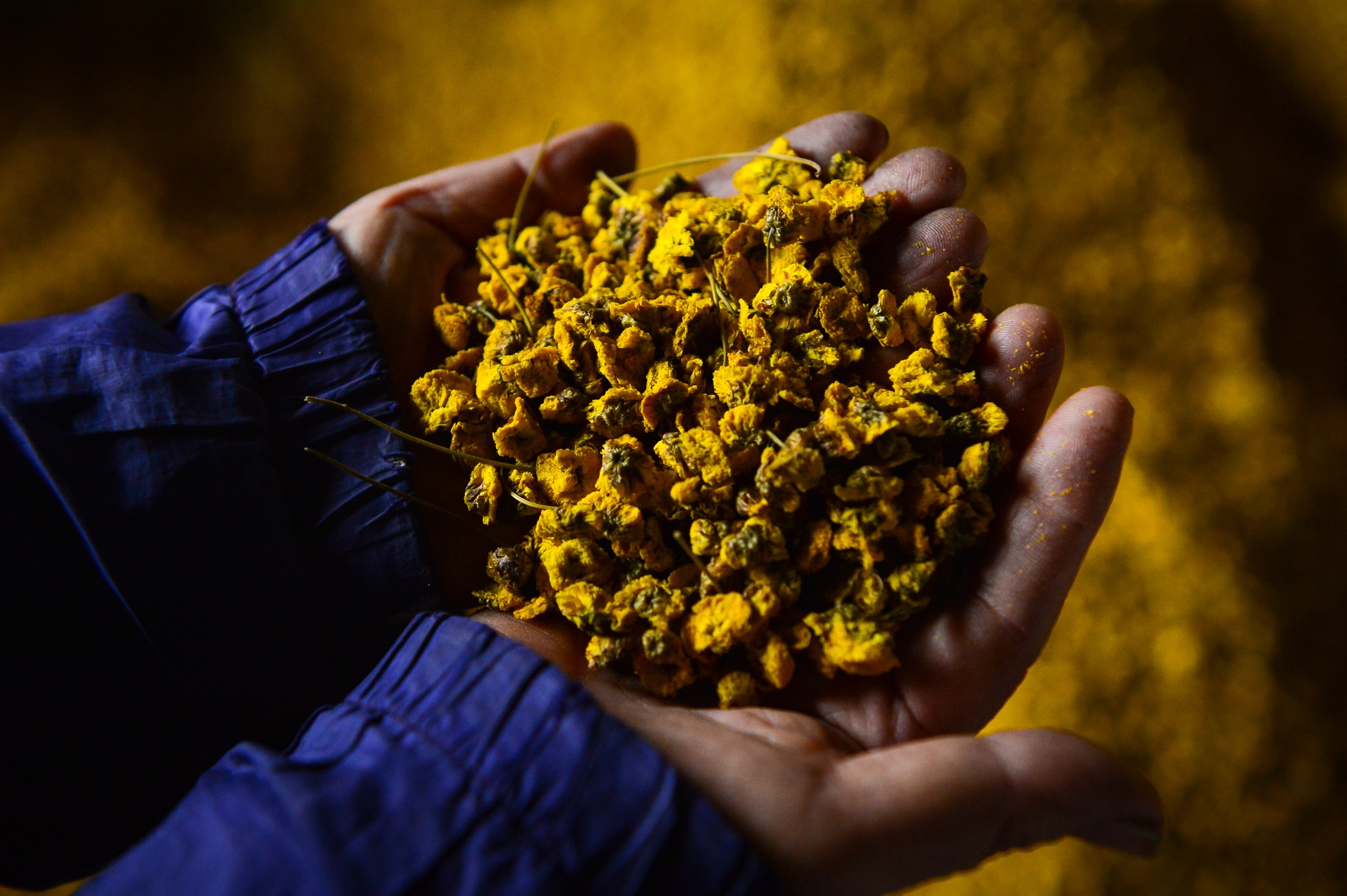 gia hoa cuc chi giam anh 8