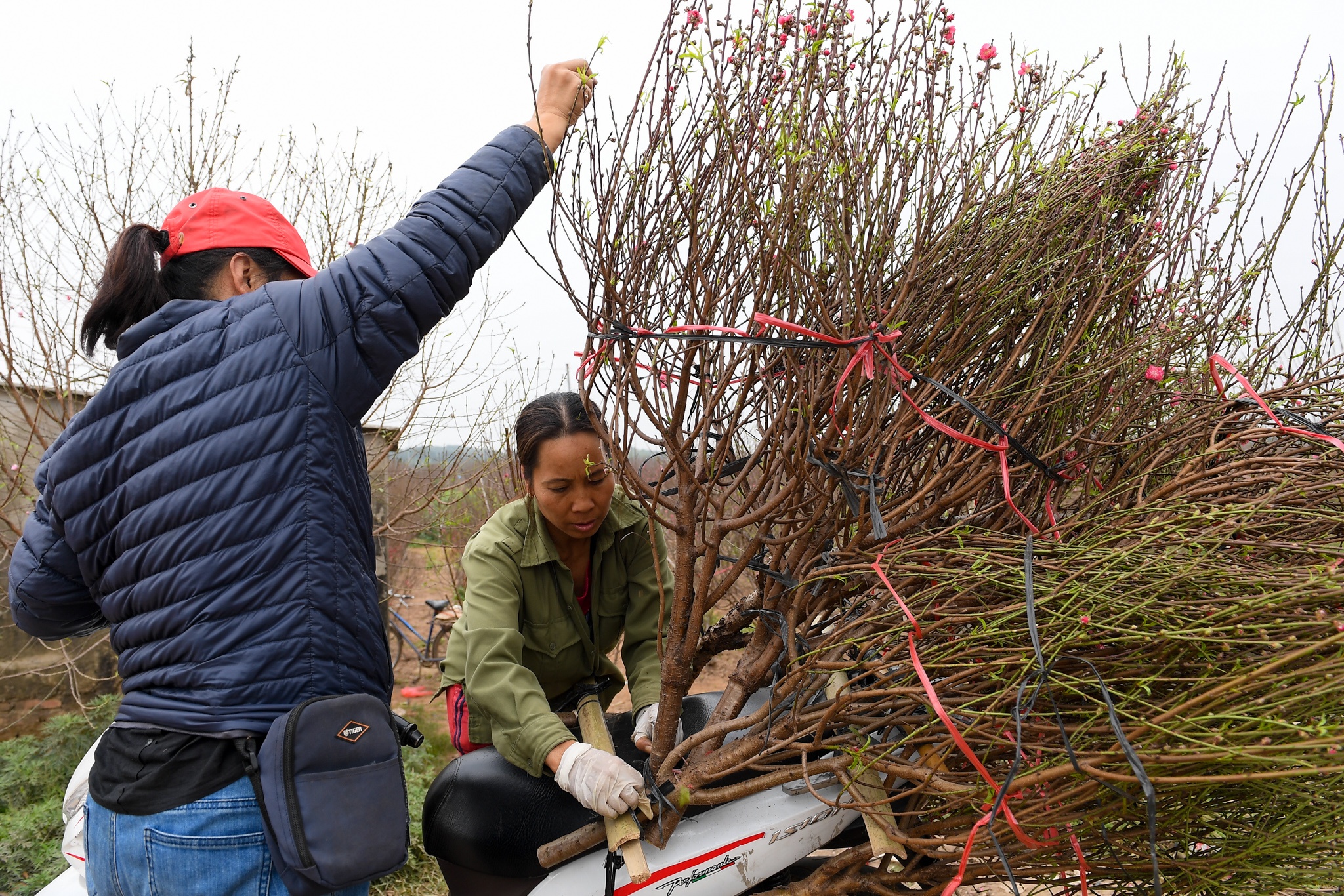 dao Nhat Tan no som anh 2