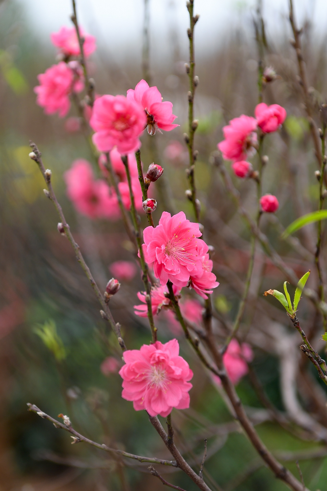 dao Nhat Tan no som anh 7