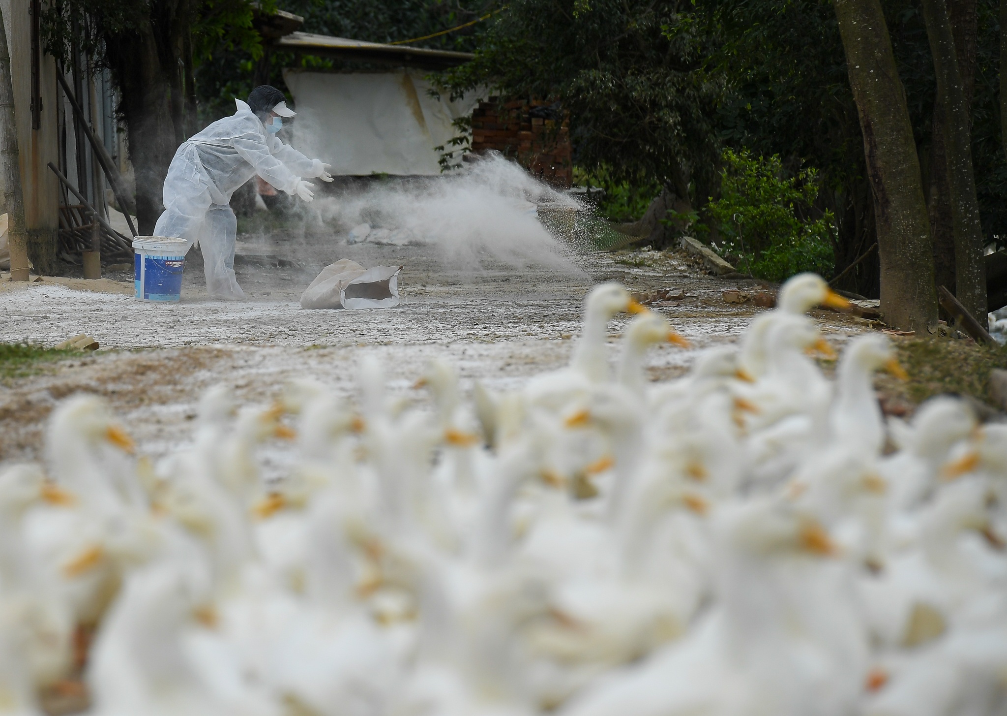 dich cum A/H5N6 anh 4