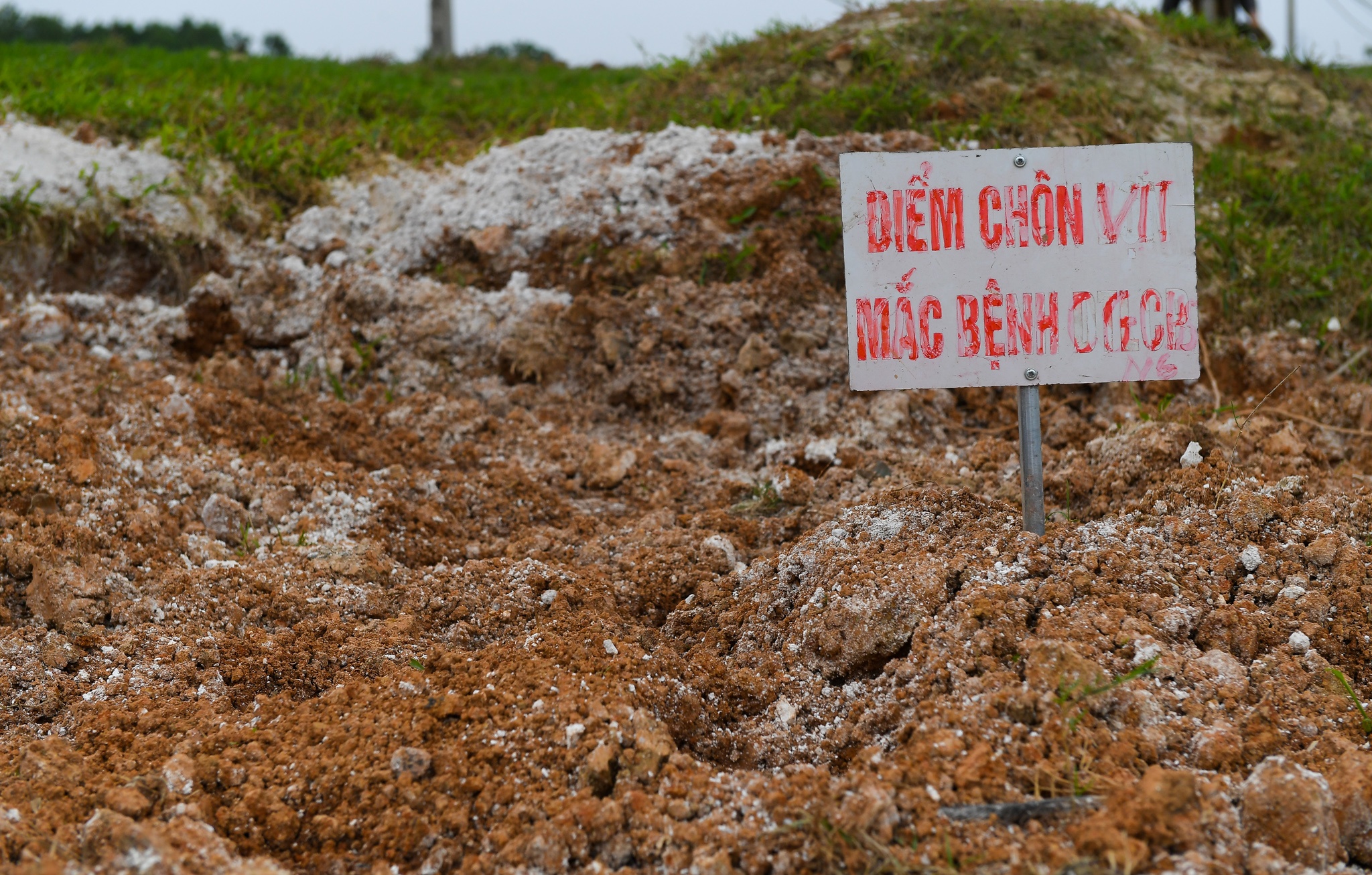 dich cum A/H5N6 anh 6