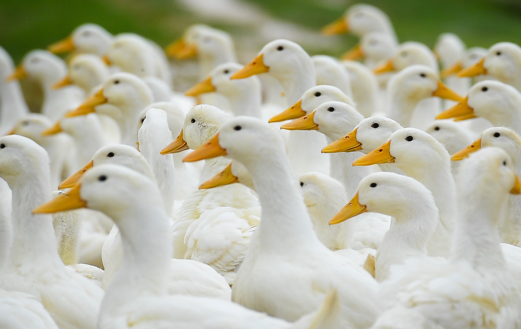 dich cum A/H5N6 anh 8